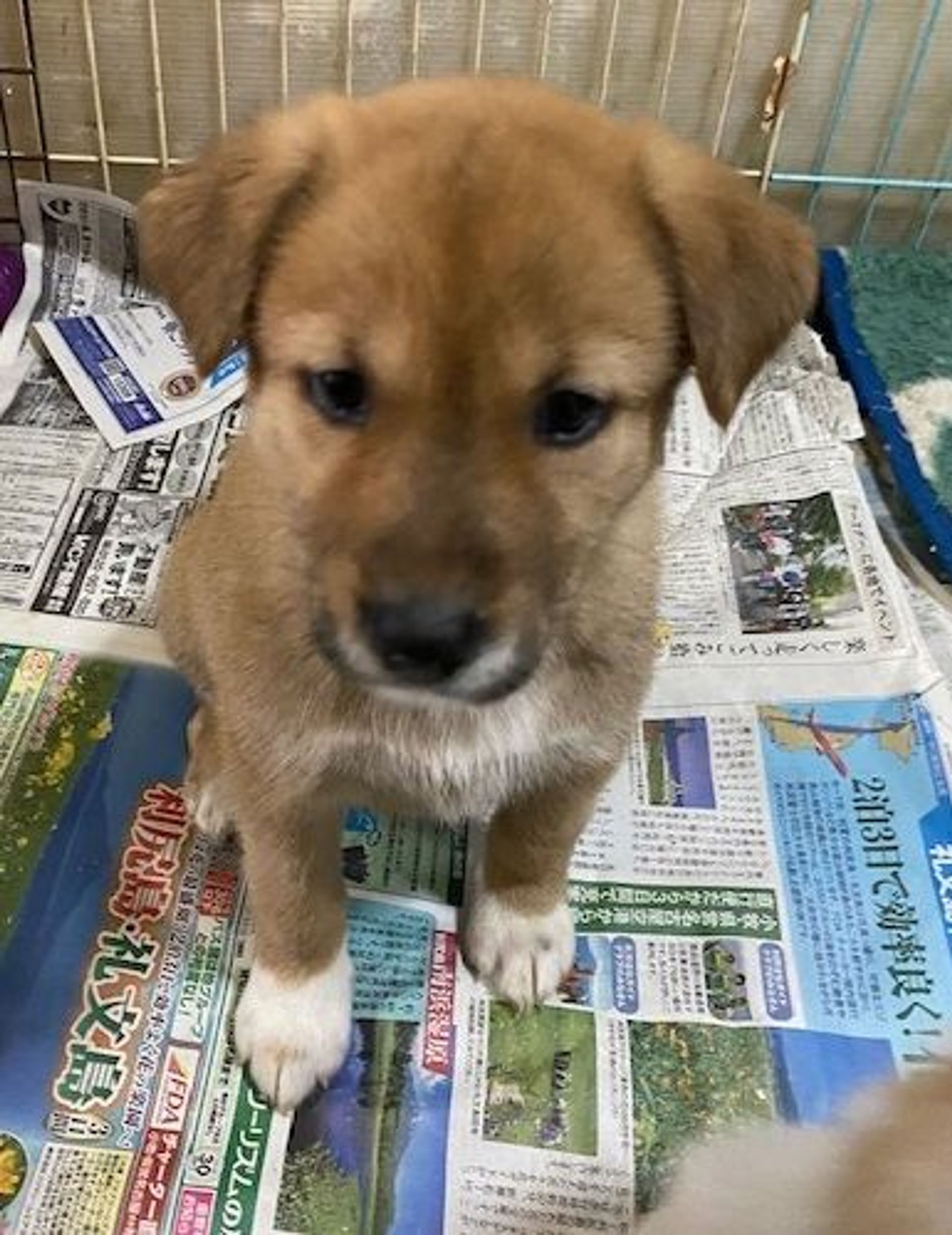 雑種（ミックス犬）・メスの里親募集の写真