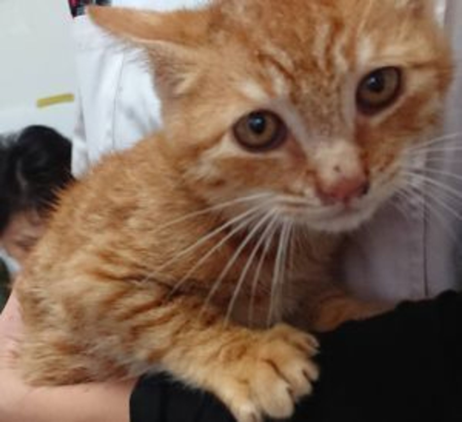 雑種（ミックス猫）・オスの里親募集の写真