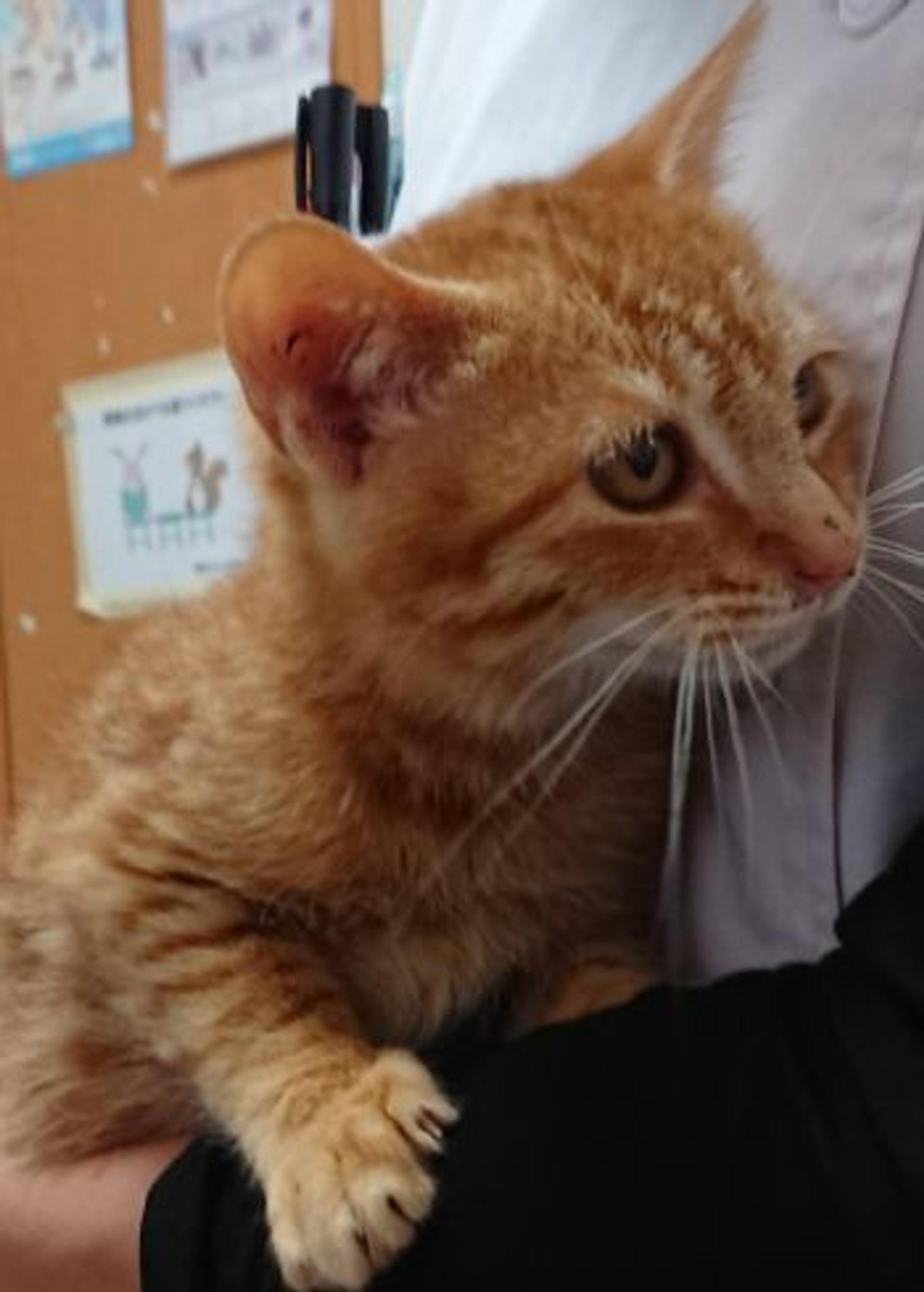 pet-image-2