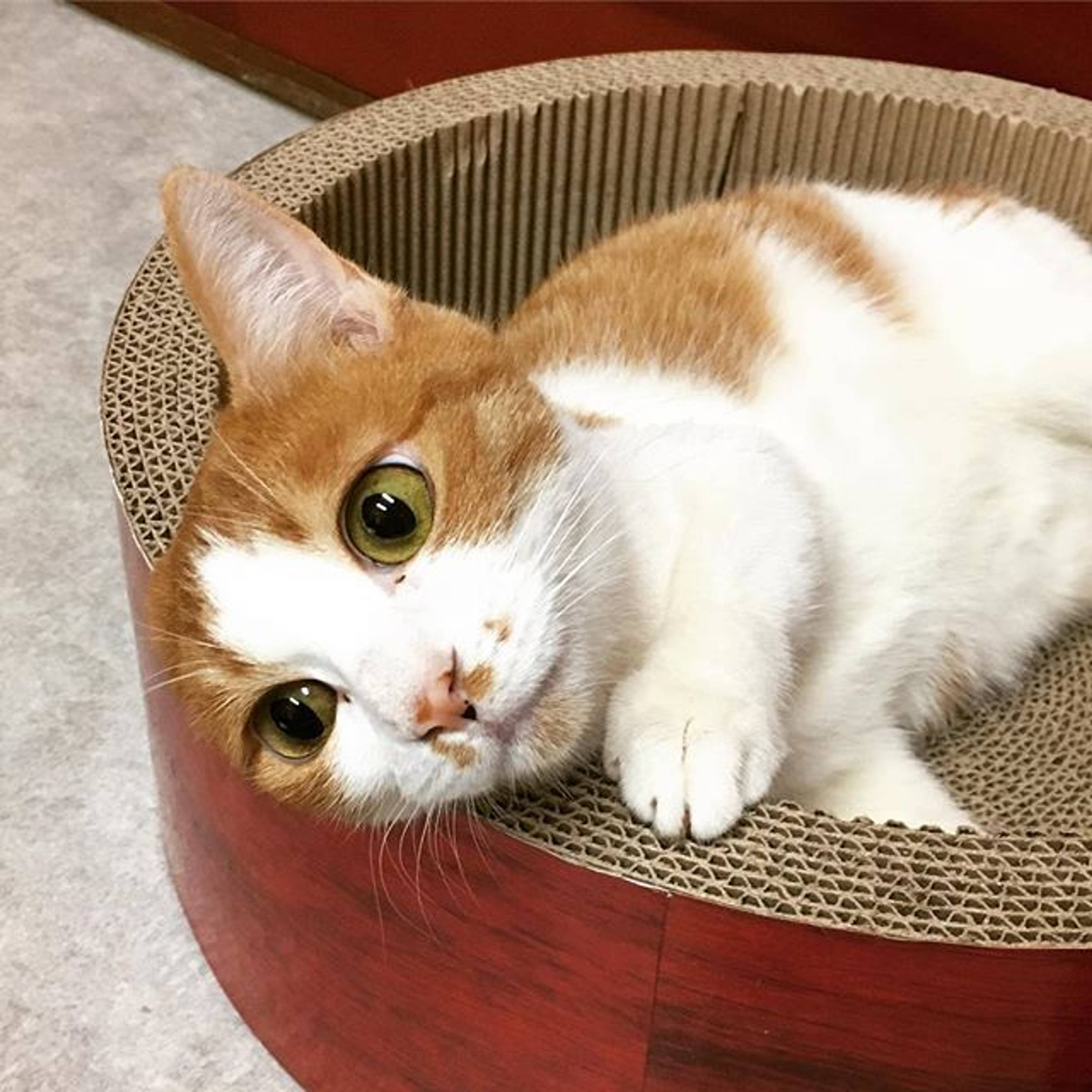 雑種（ミックス猫）・メスの里親募集の写真
