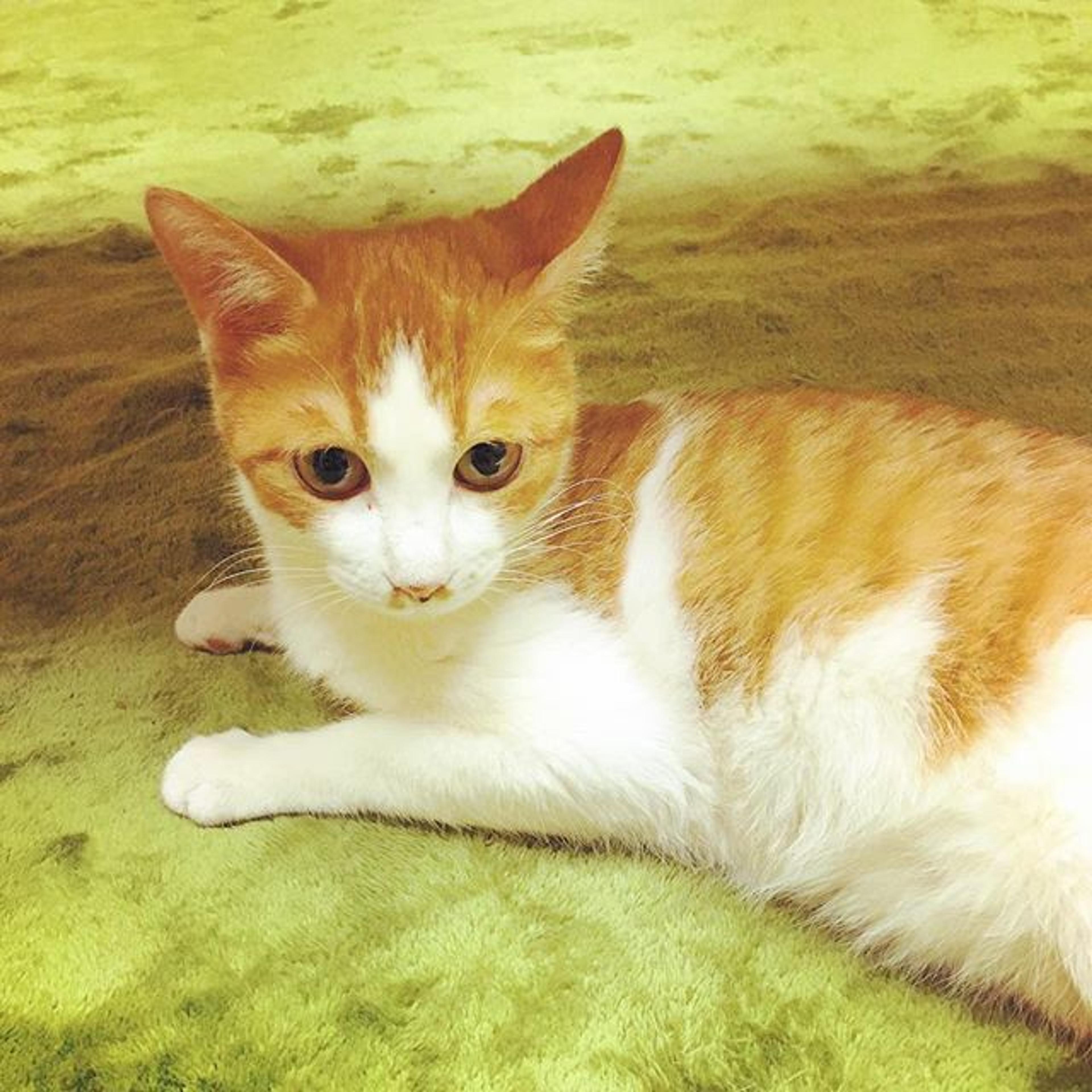 pet-image-2