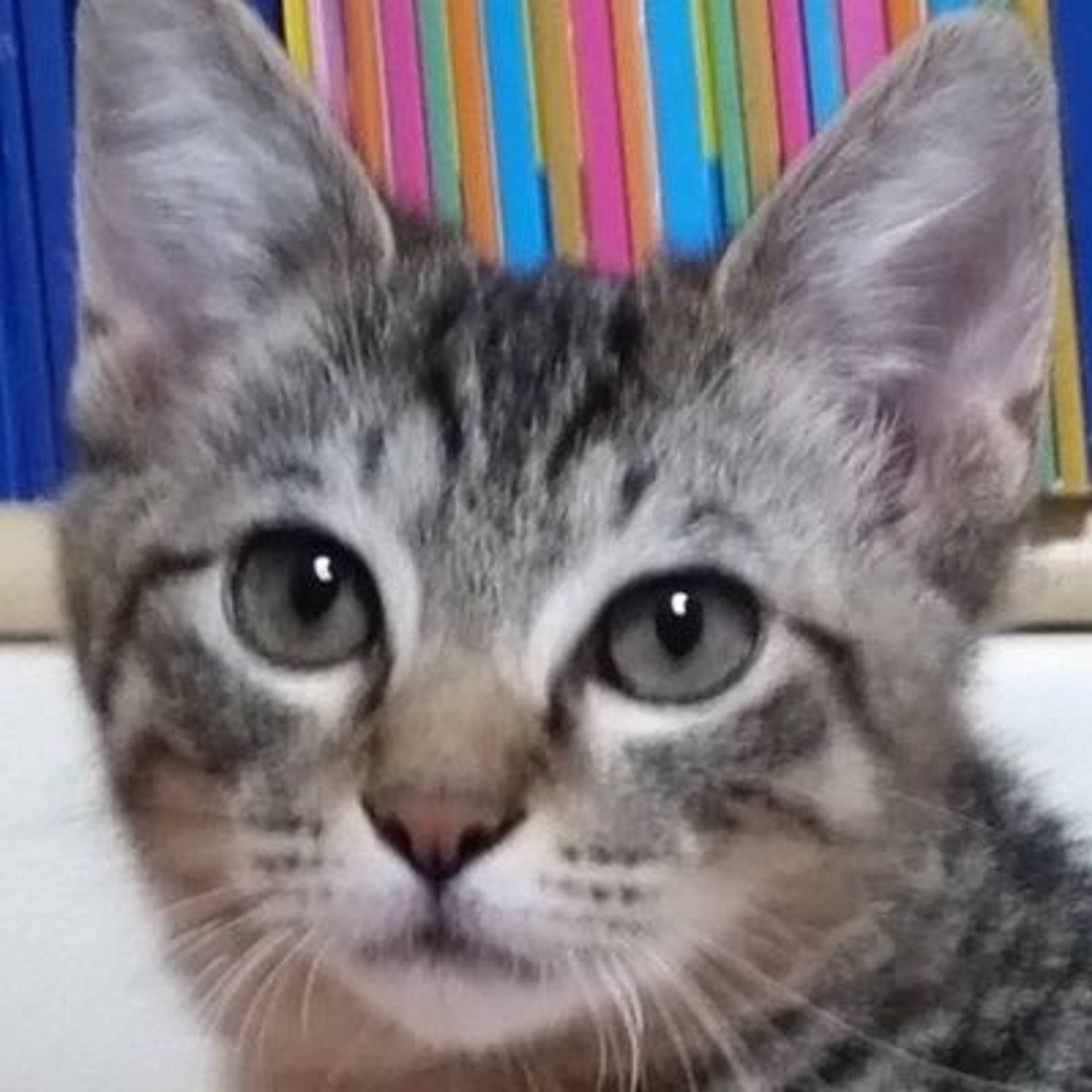 雑種（ミックス猫）・オスの里親募集の写真