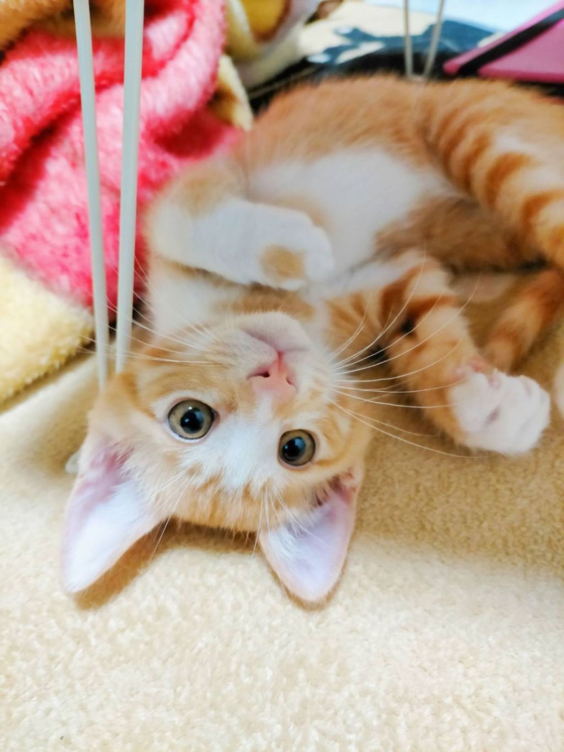 雑種（ミックス猫）・オスの里親募集の写真
