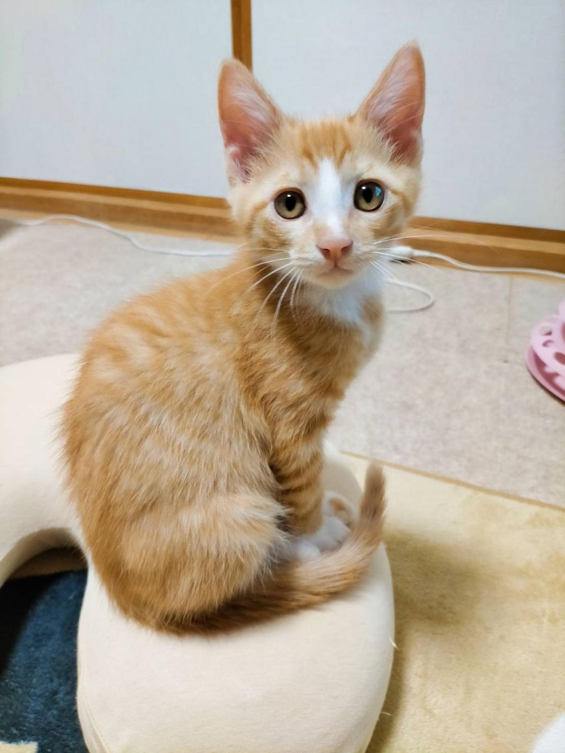 pet-image-3