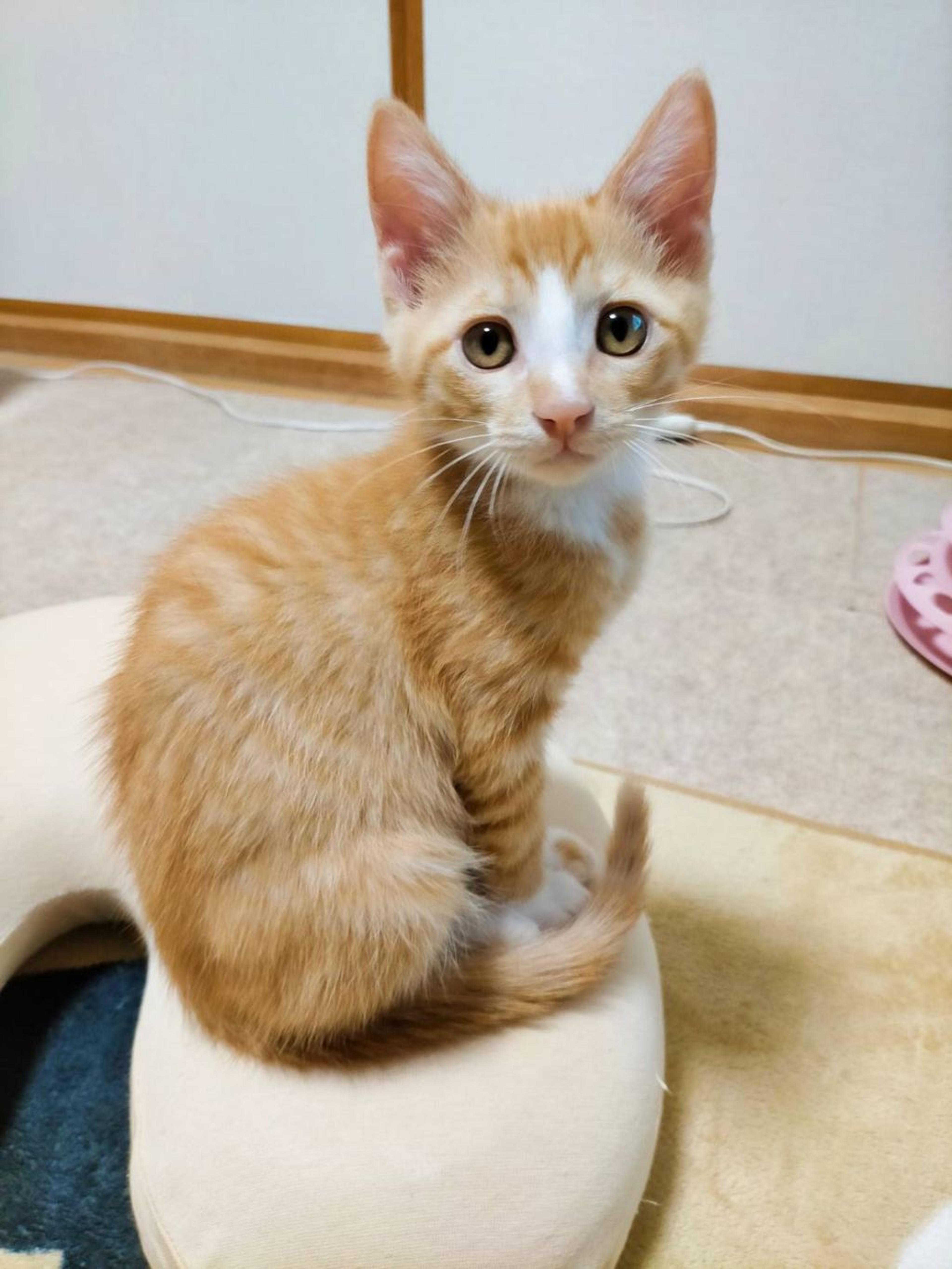 pet-image-3