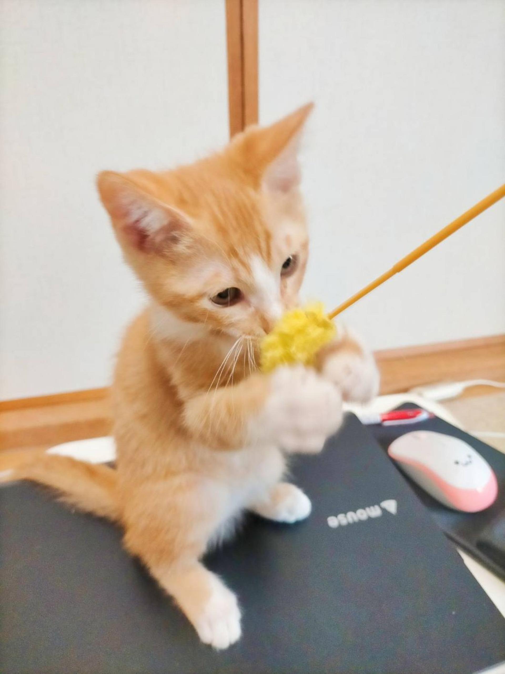 pet-image-5
