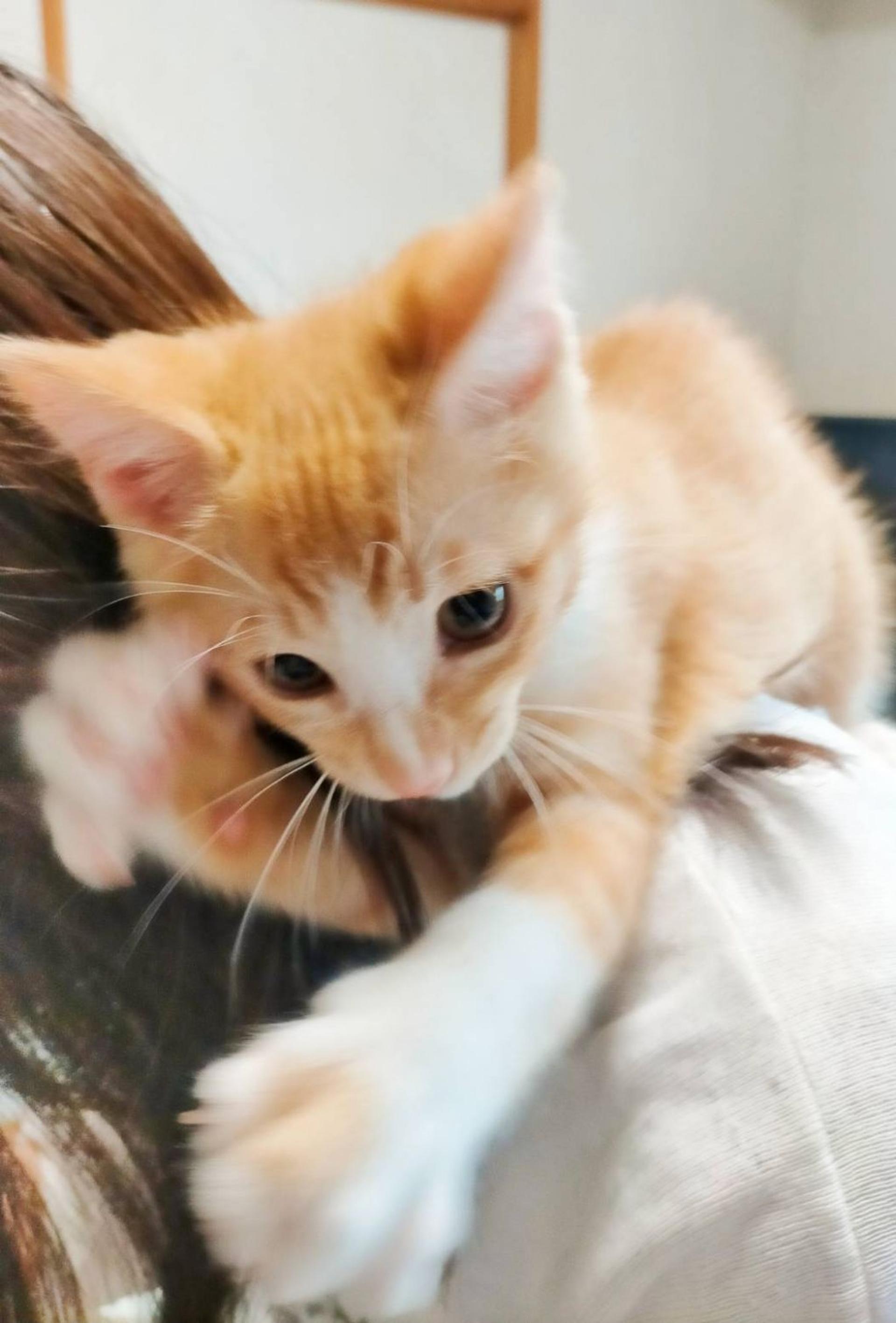 pet-image-6