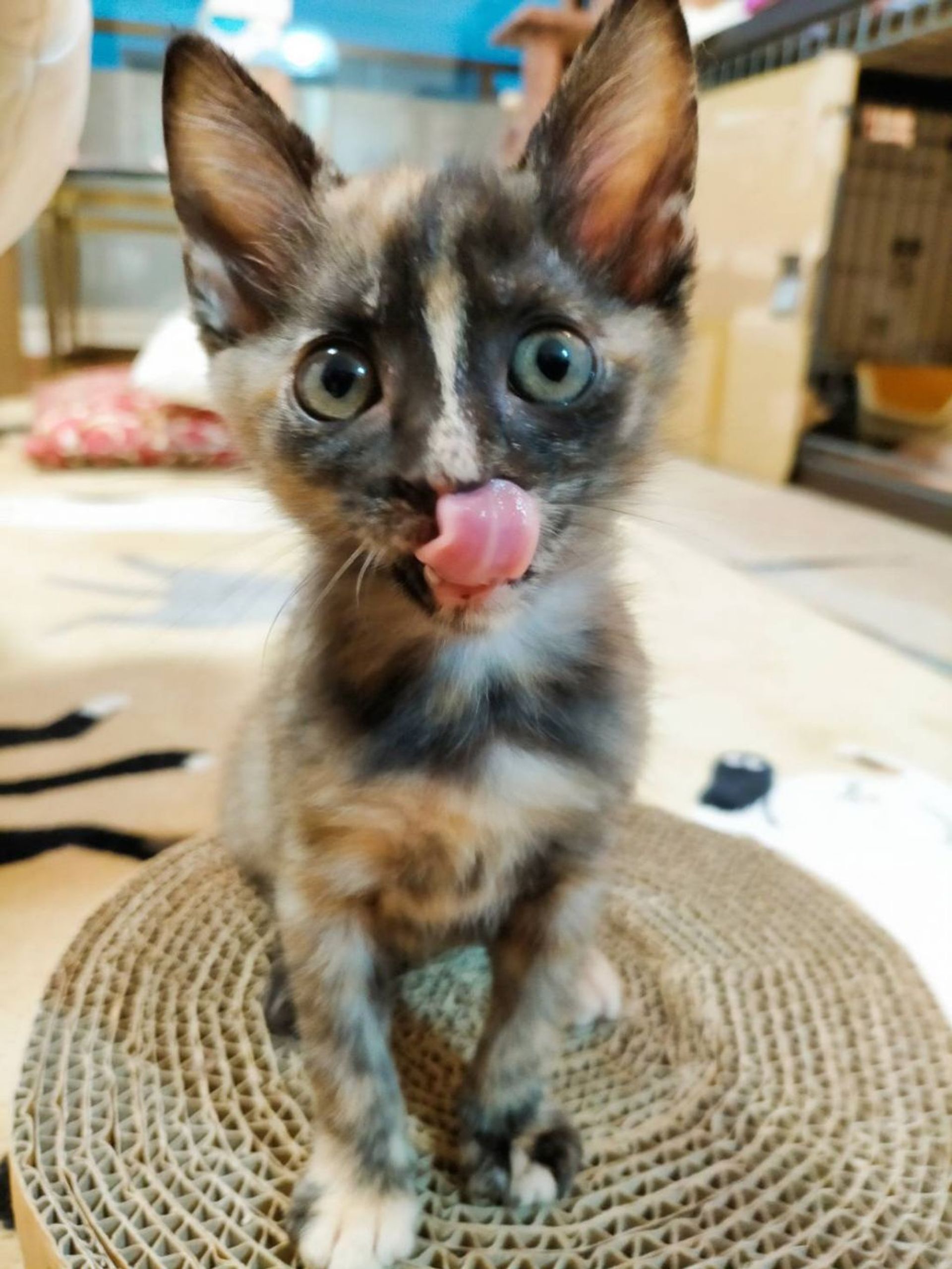 雑種（ミックス猫）・メスの里親募集の写真
