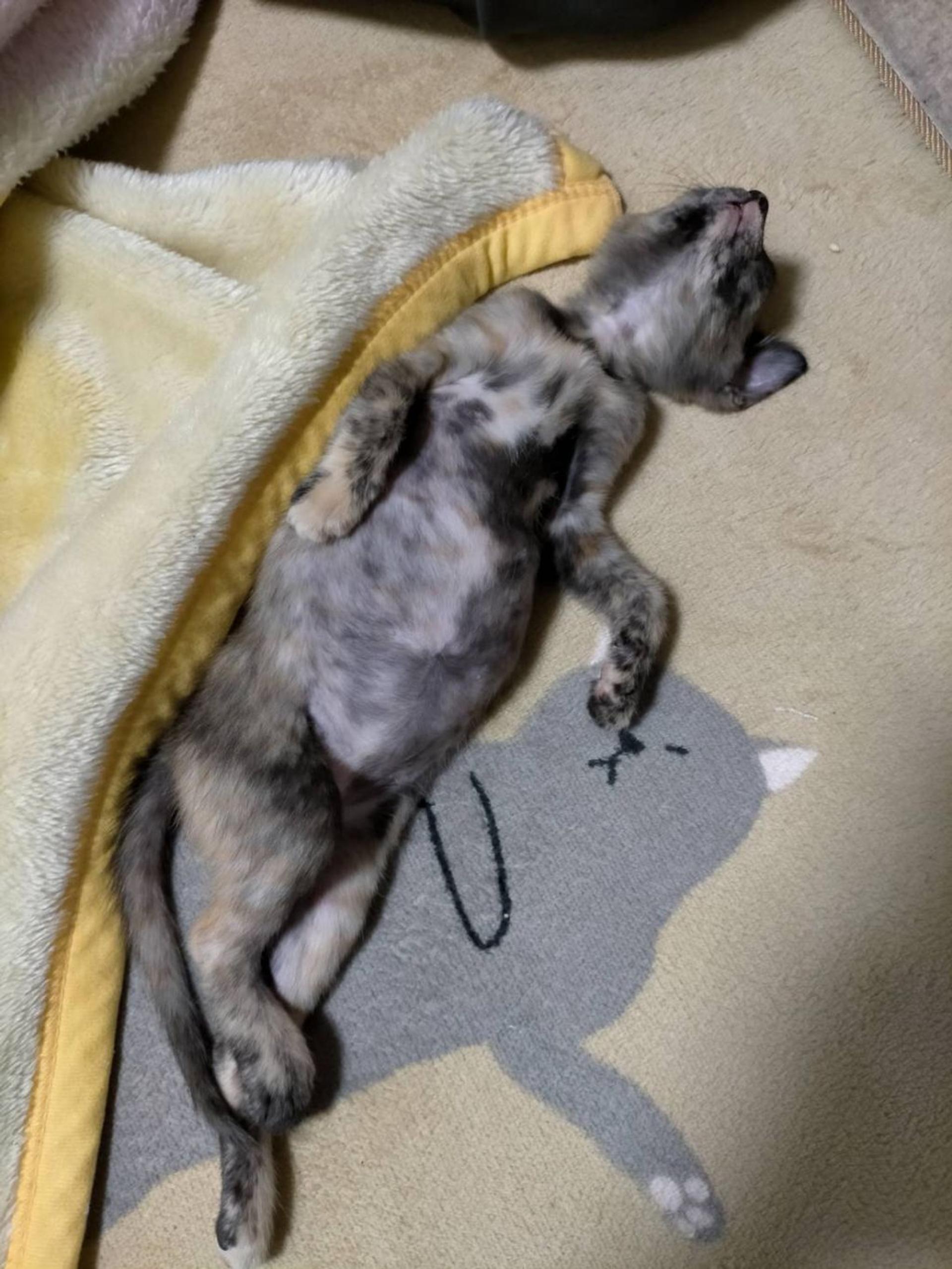 pet-image-4