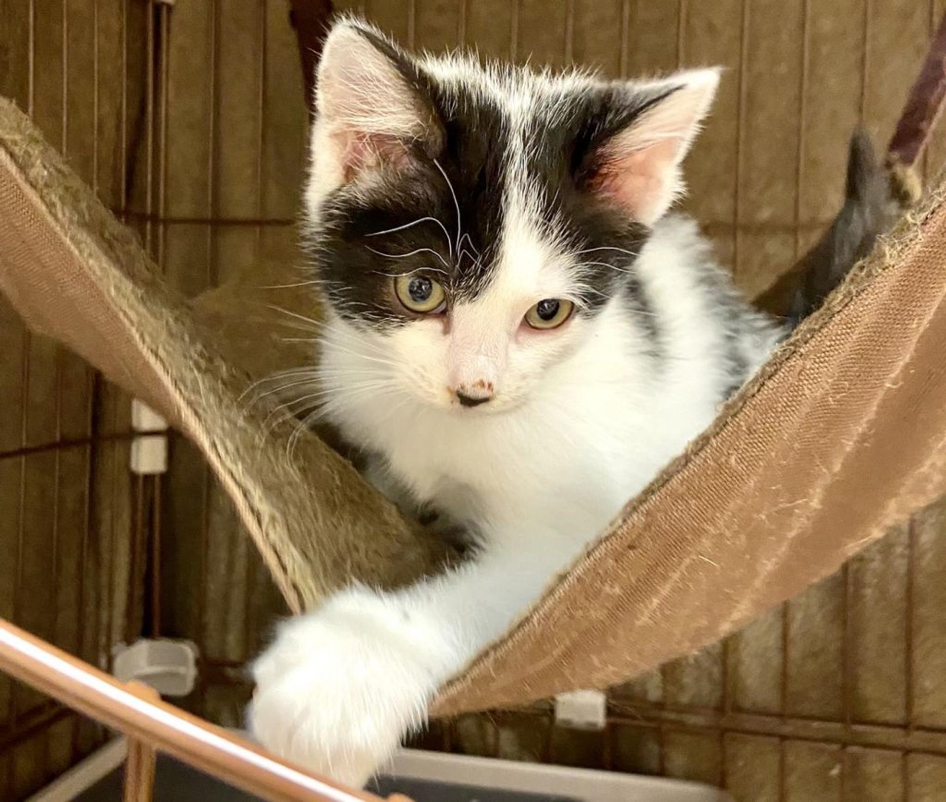 pet-image-2