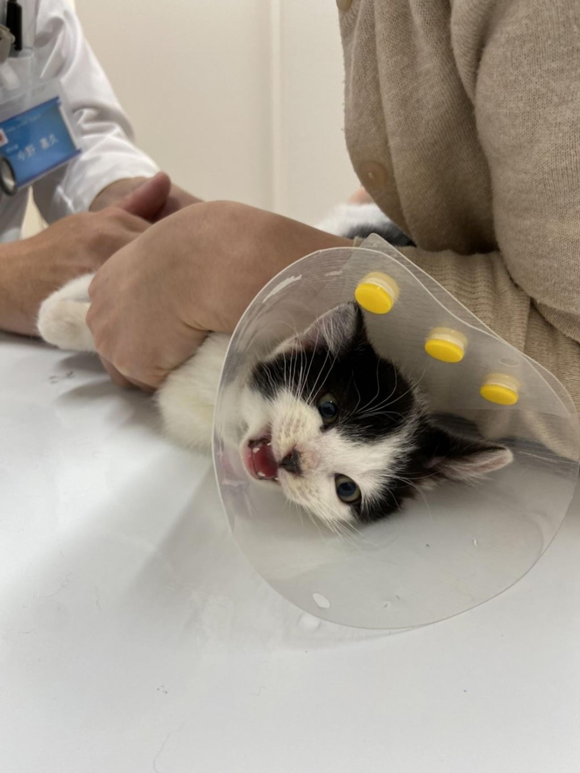pet-image-3