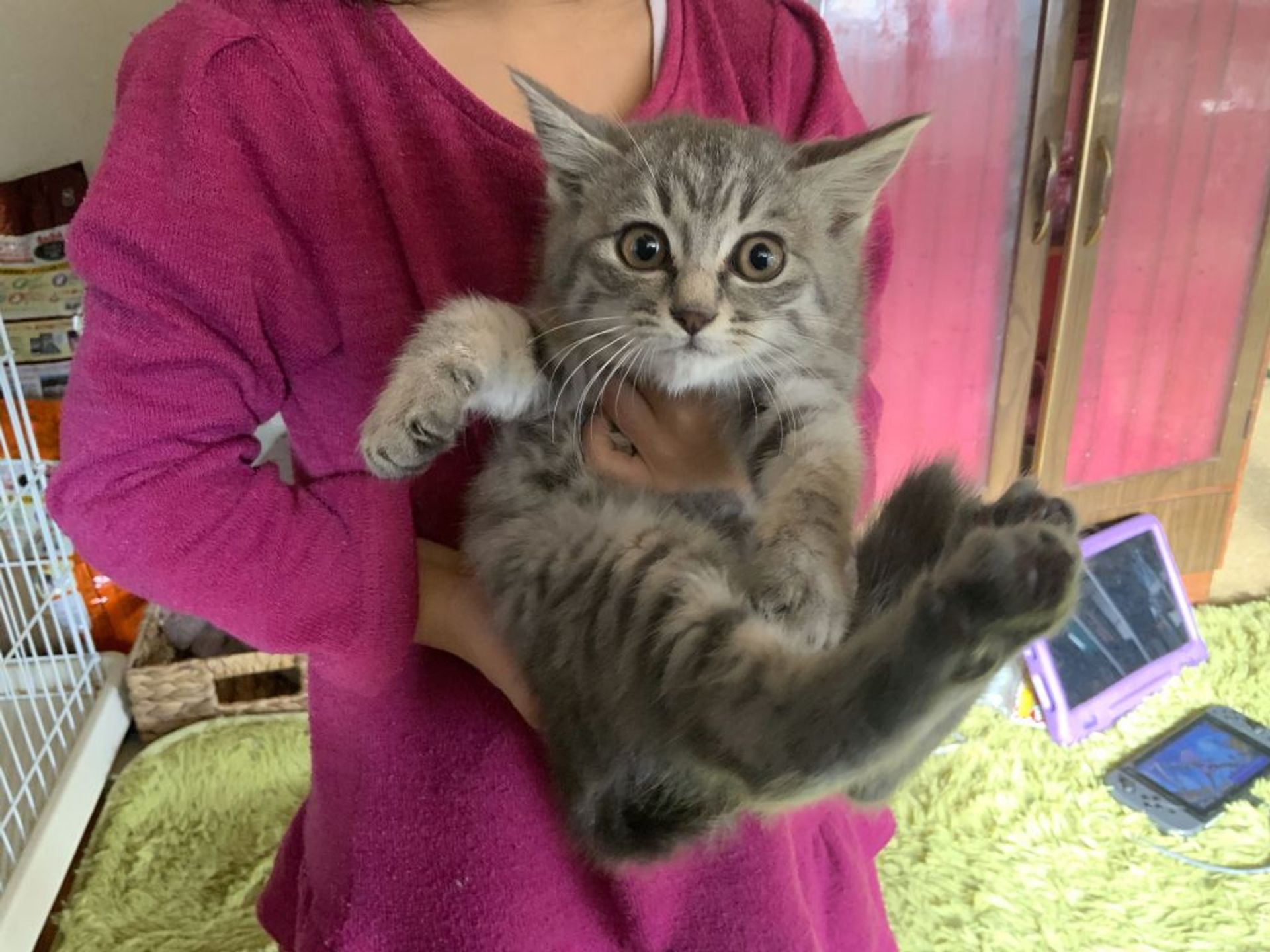雑種（ミックス猫）・メスの里親募集の写真