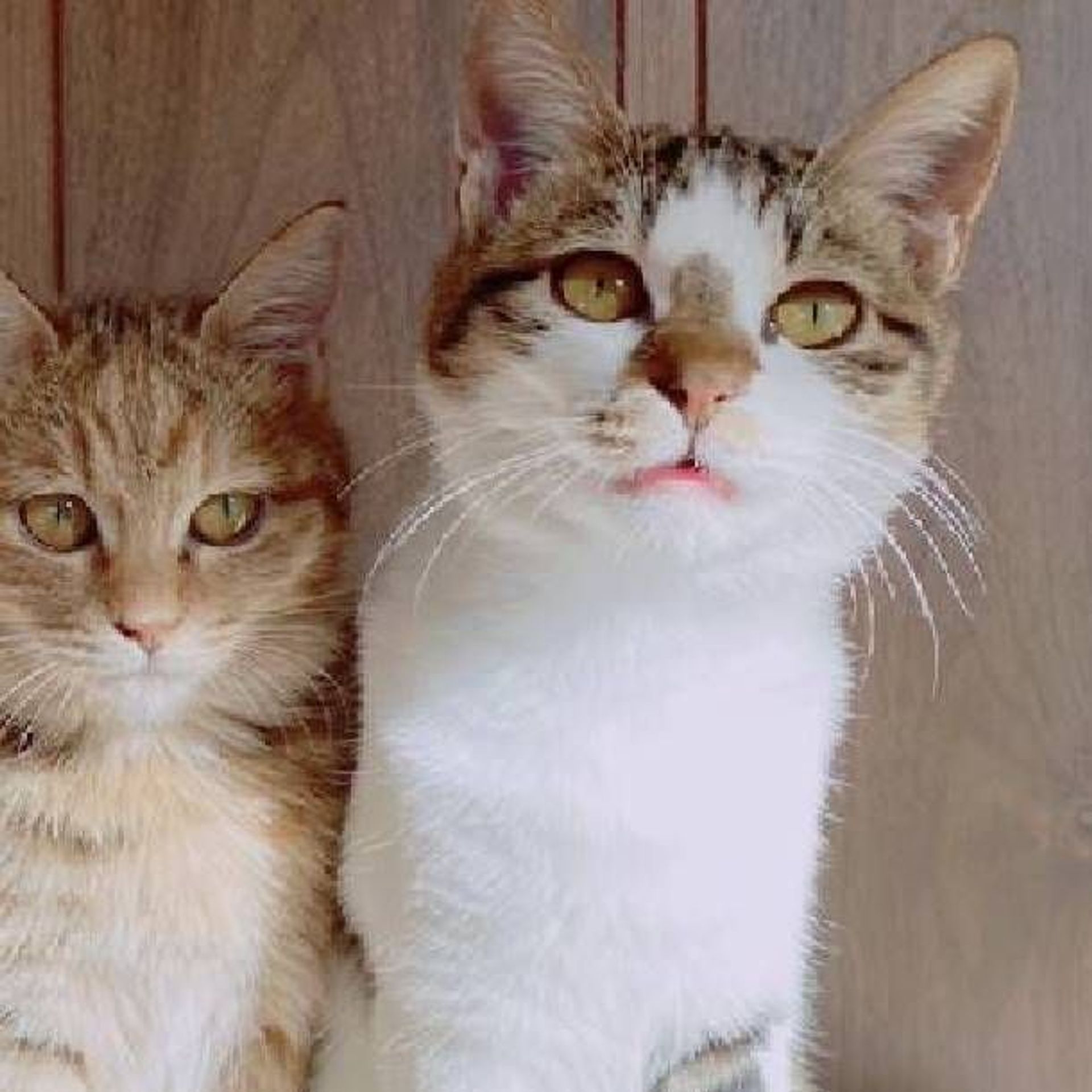 雑種（ミックス猫）・メスの里親募集の写真