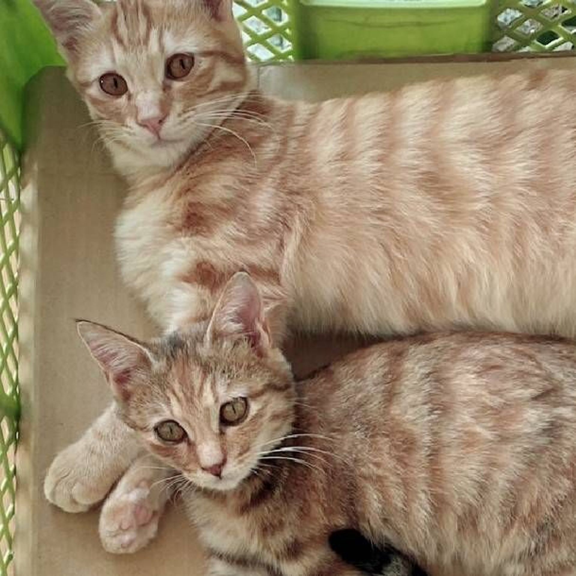 雑種（ミックス猫）・オスの里親募集の写真