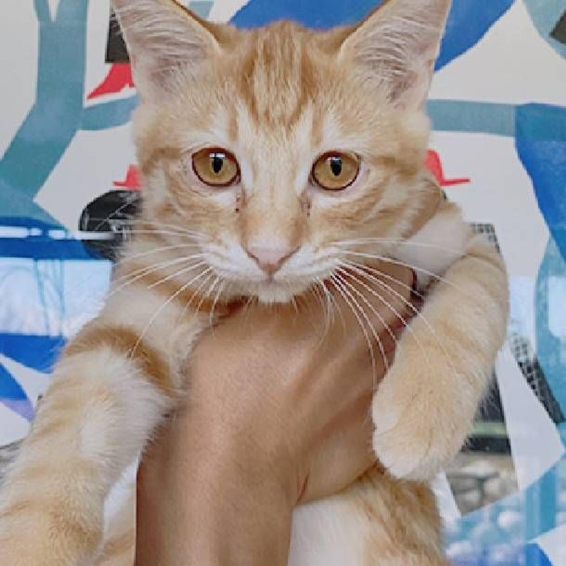 pet-image-2