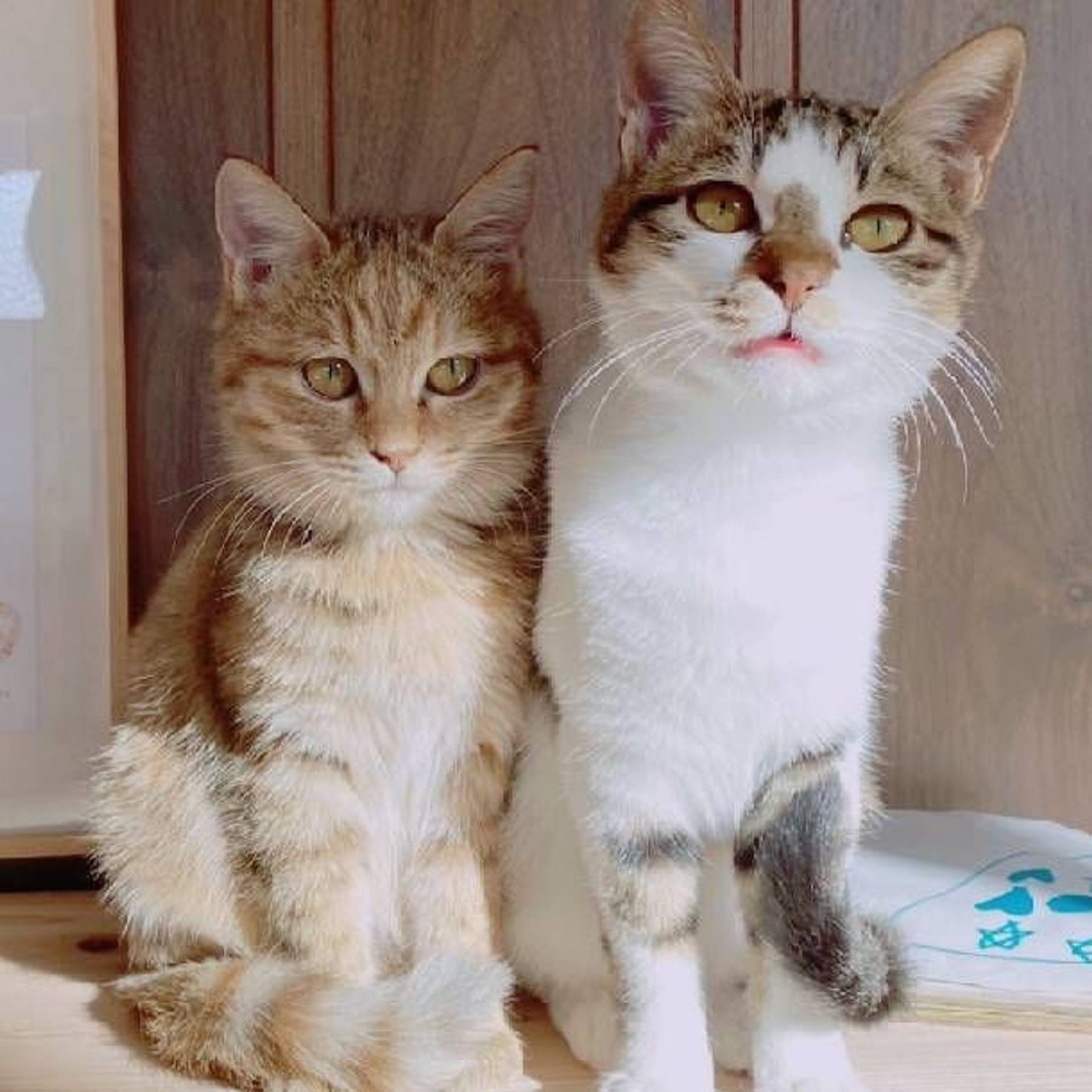 雑種（ミックス猫）・メスの里親募集の写真