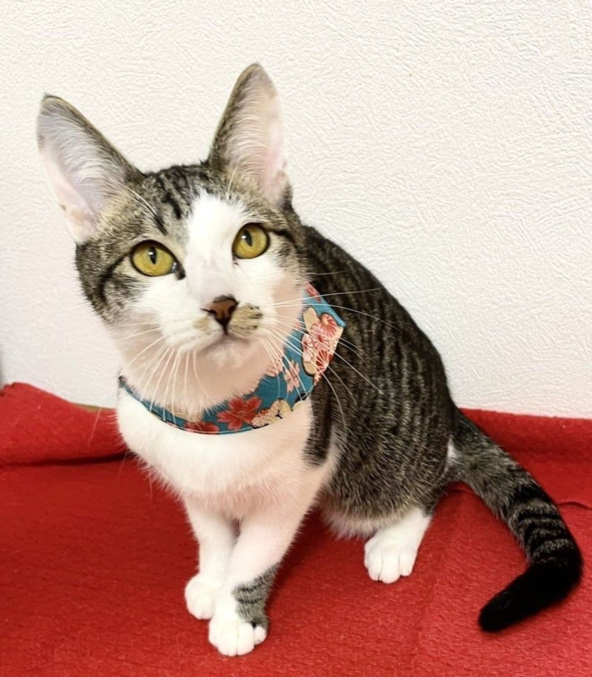 雑種（ミックス猫）・オスの里親募集の写真