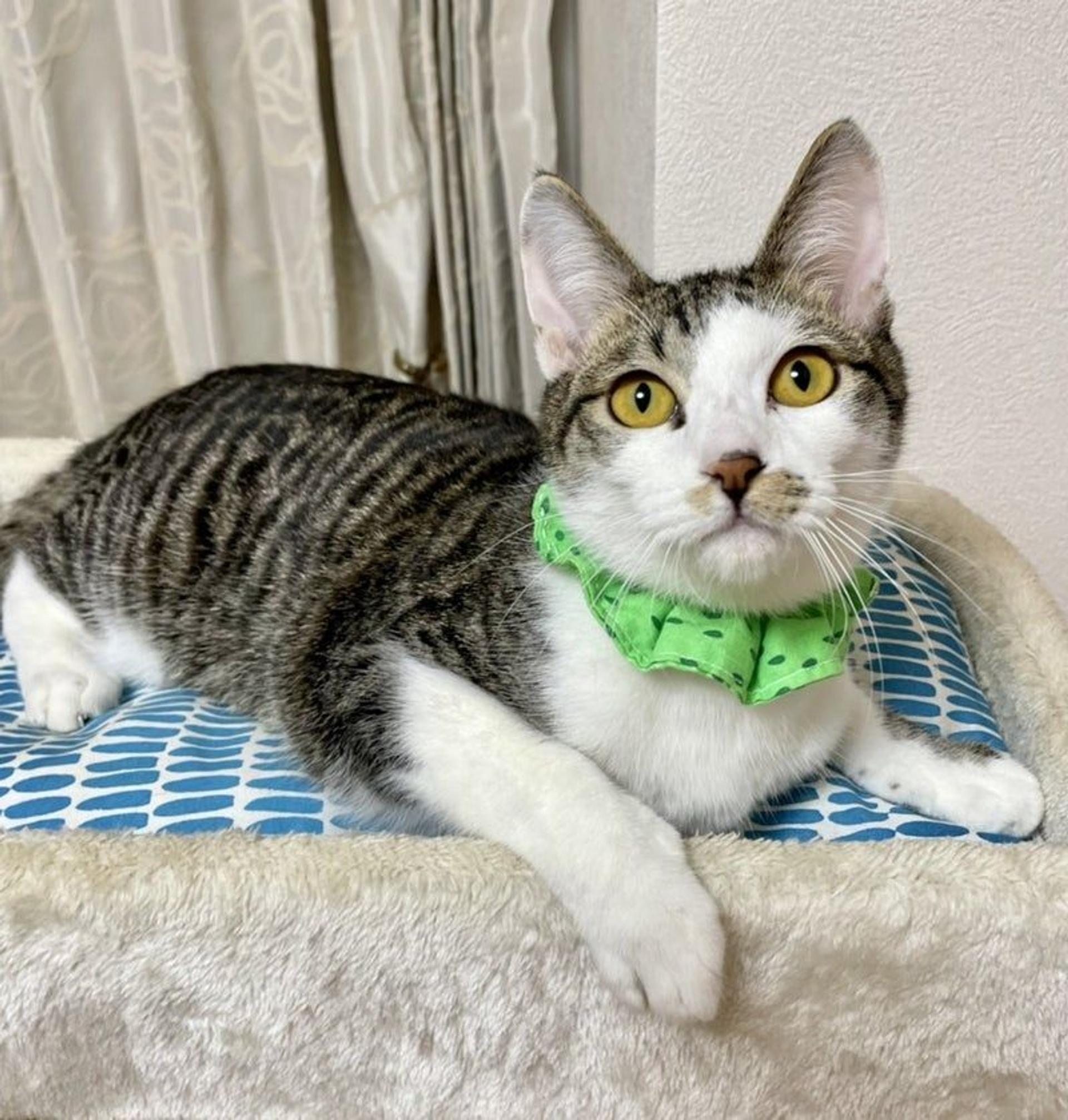 pet-image-2