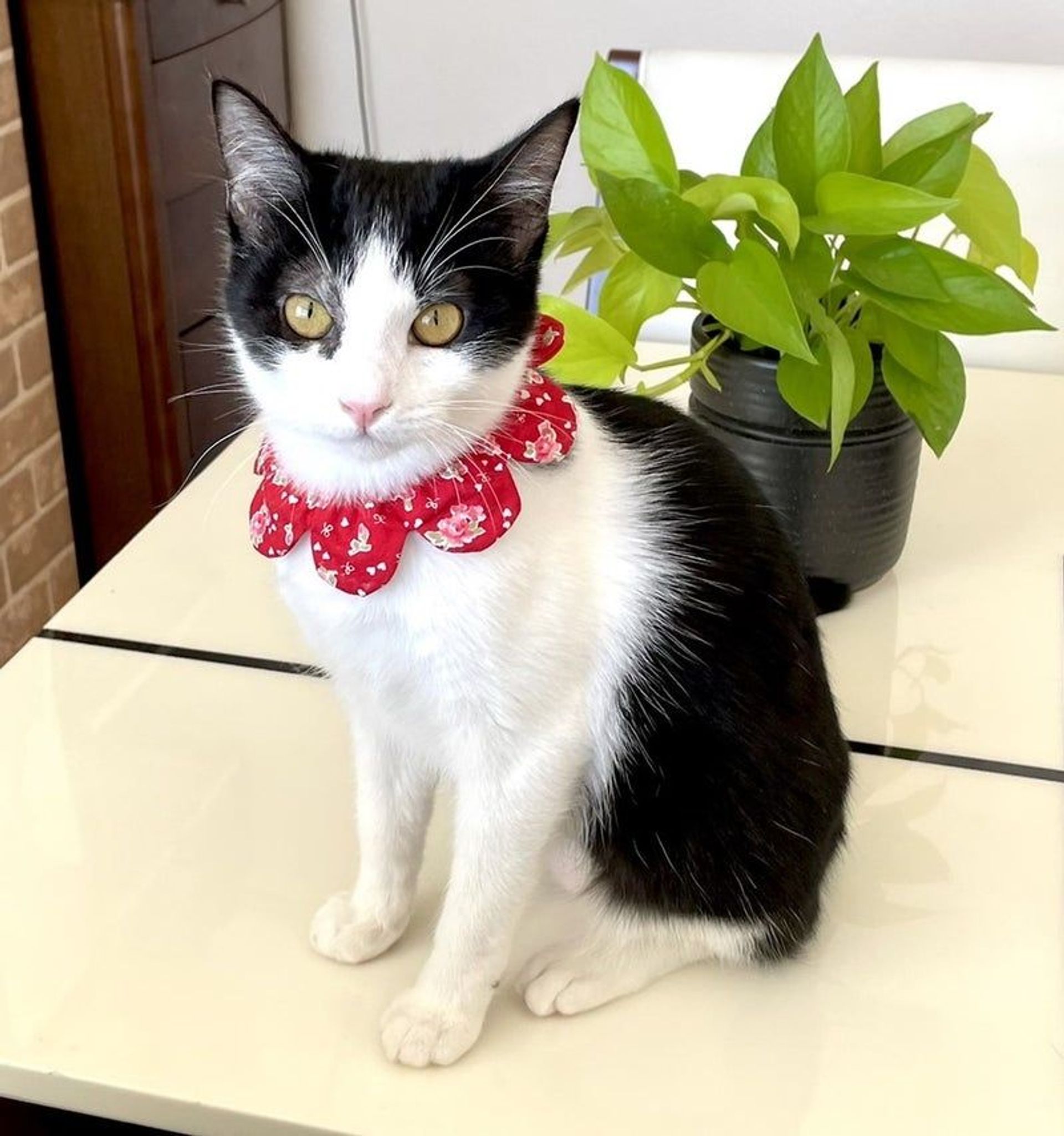 雑種（ミックス猫）・メスの里親募集の写真