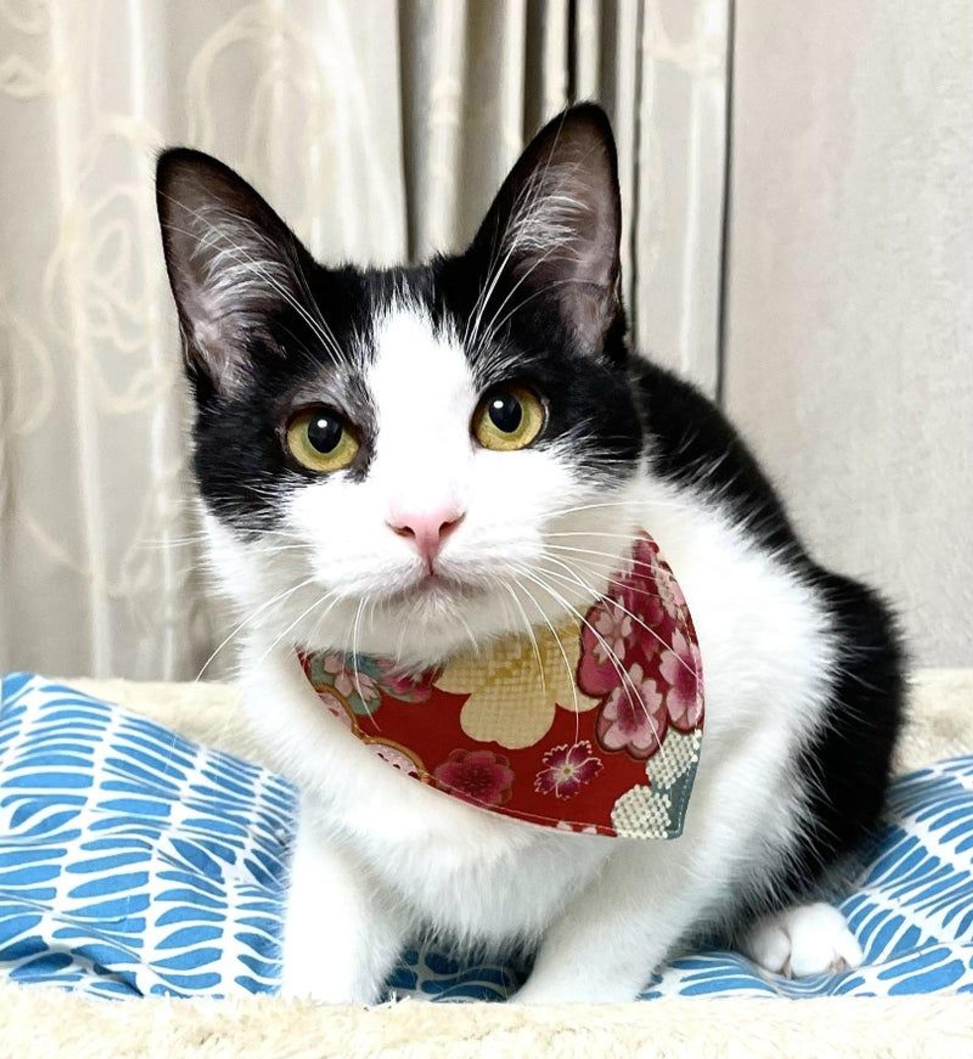 pet-image-3