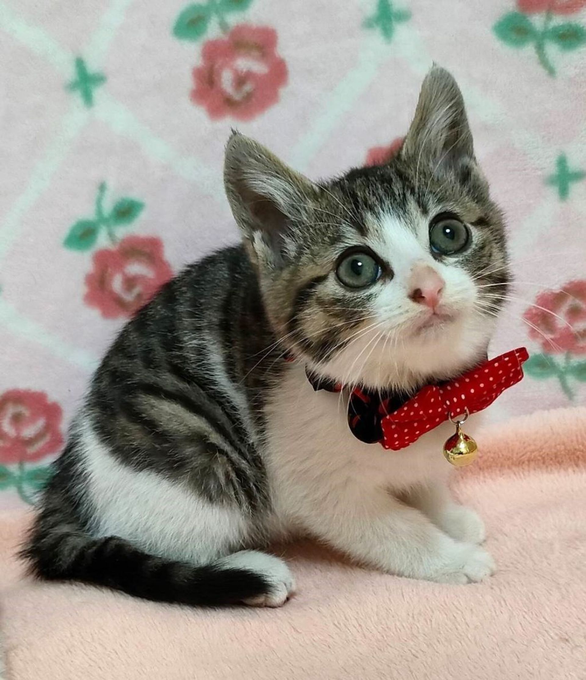 雑種（ミックス猫）・メスの里親募集の写真