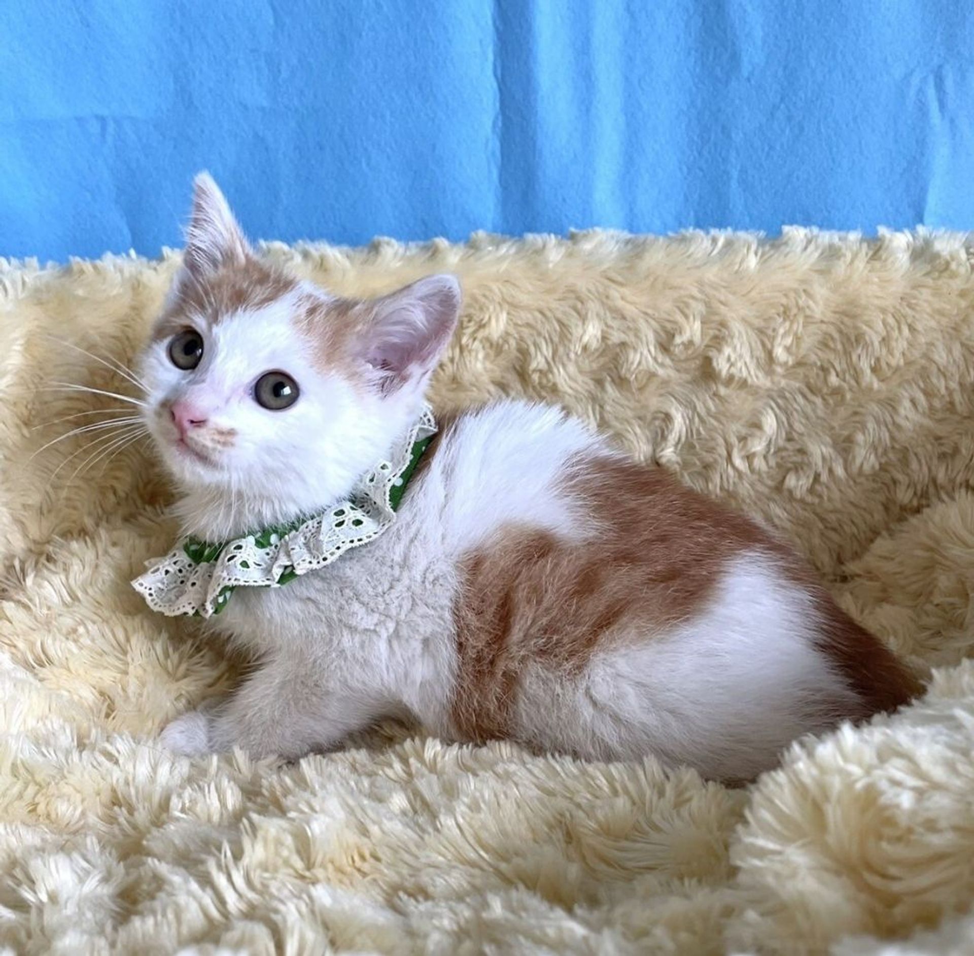 雑種（ミックス猫）・オスの里親募集の写真