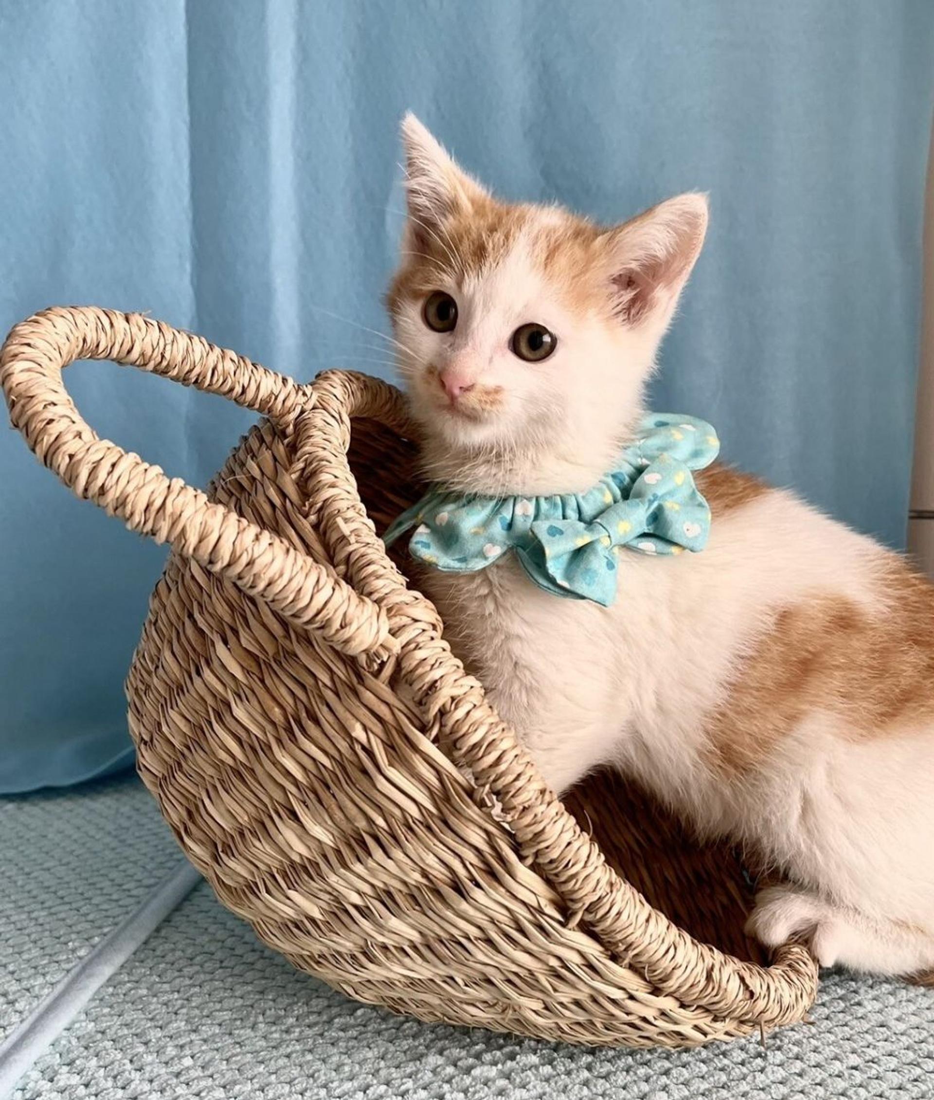 pet-image-3