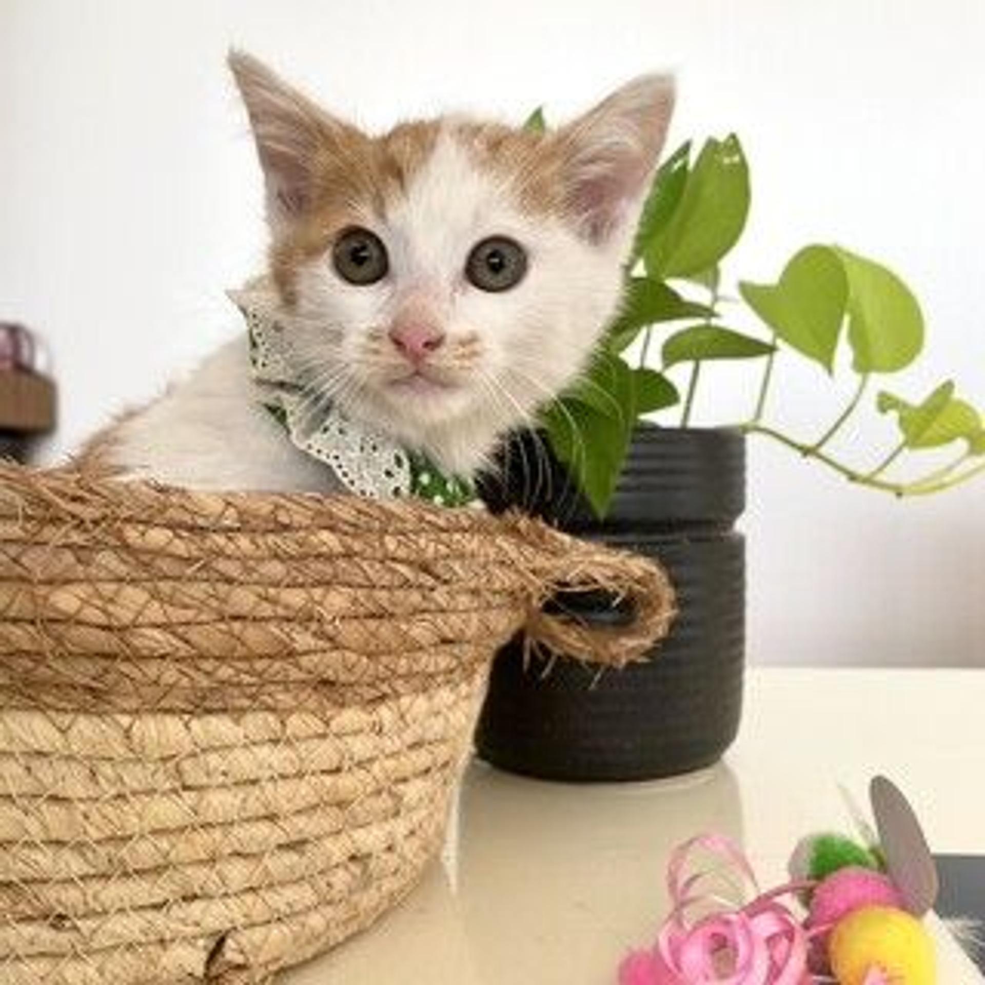 pet-image-4