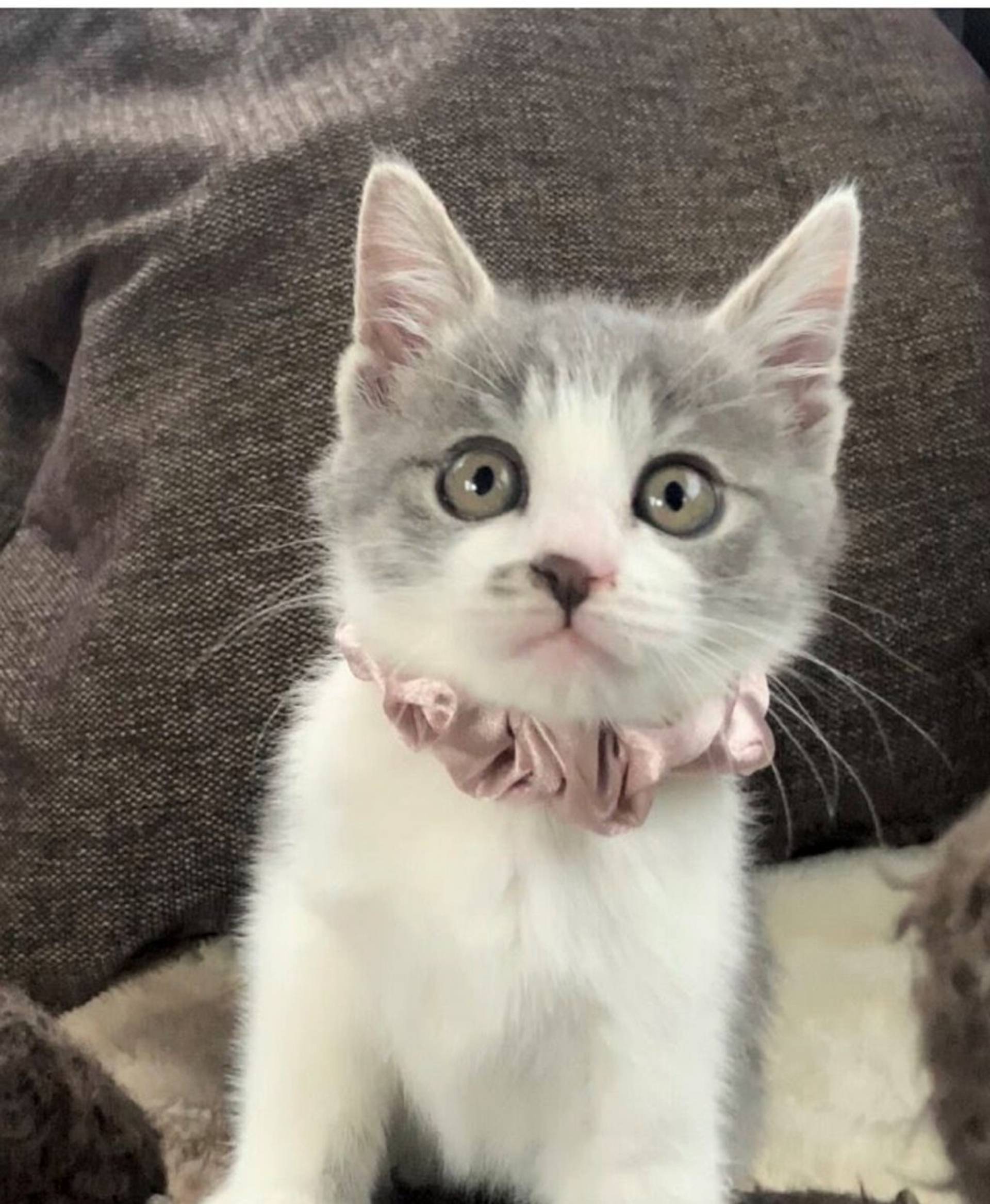 雑種（ミックス猫）・メスの里親募集の写真