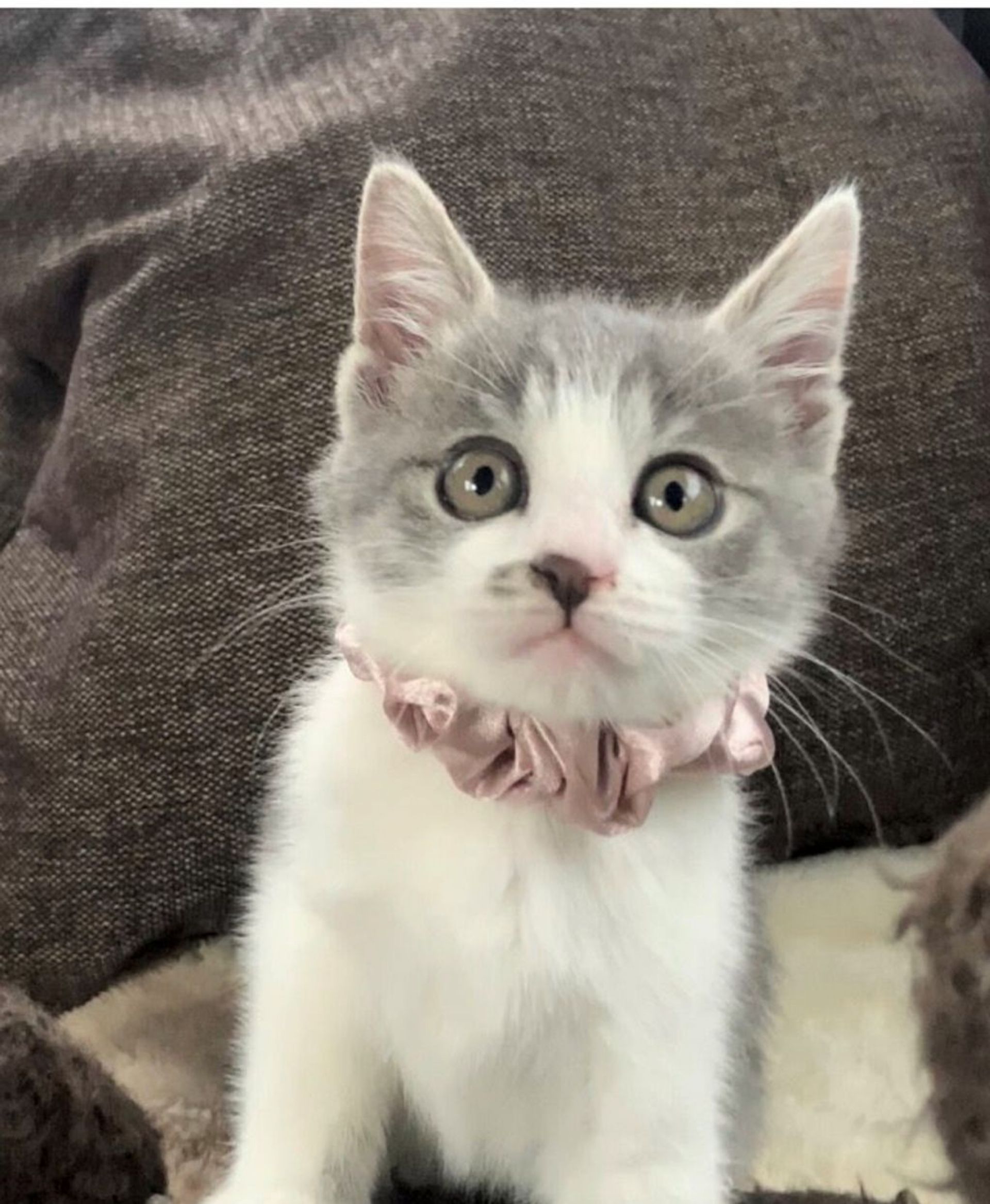雑種（ミックス猫）・メスの里親募集の写真