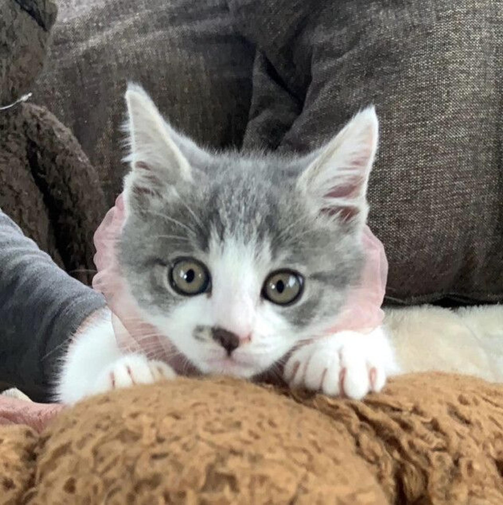 pet-image-4