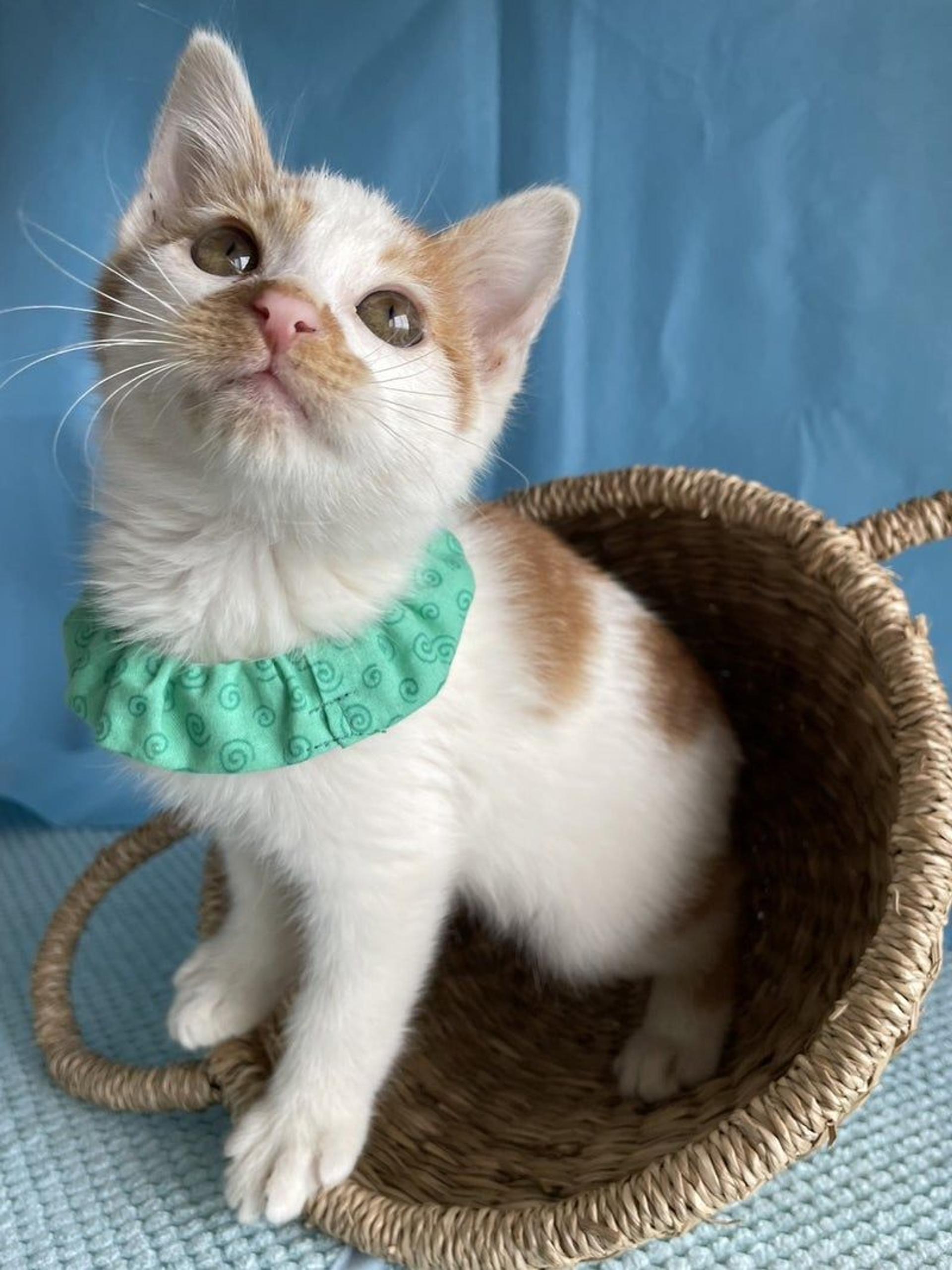 pet-image-2