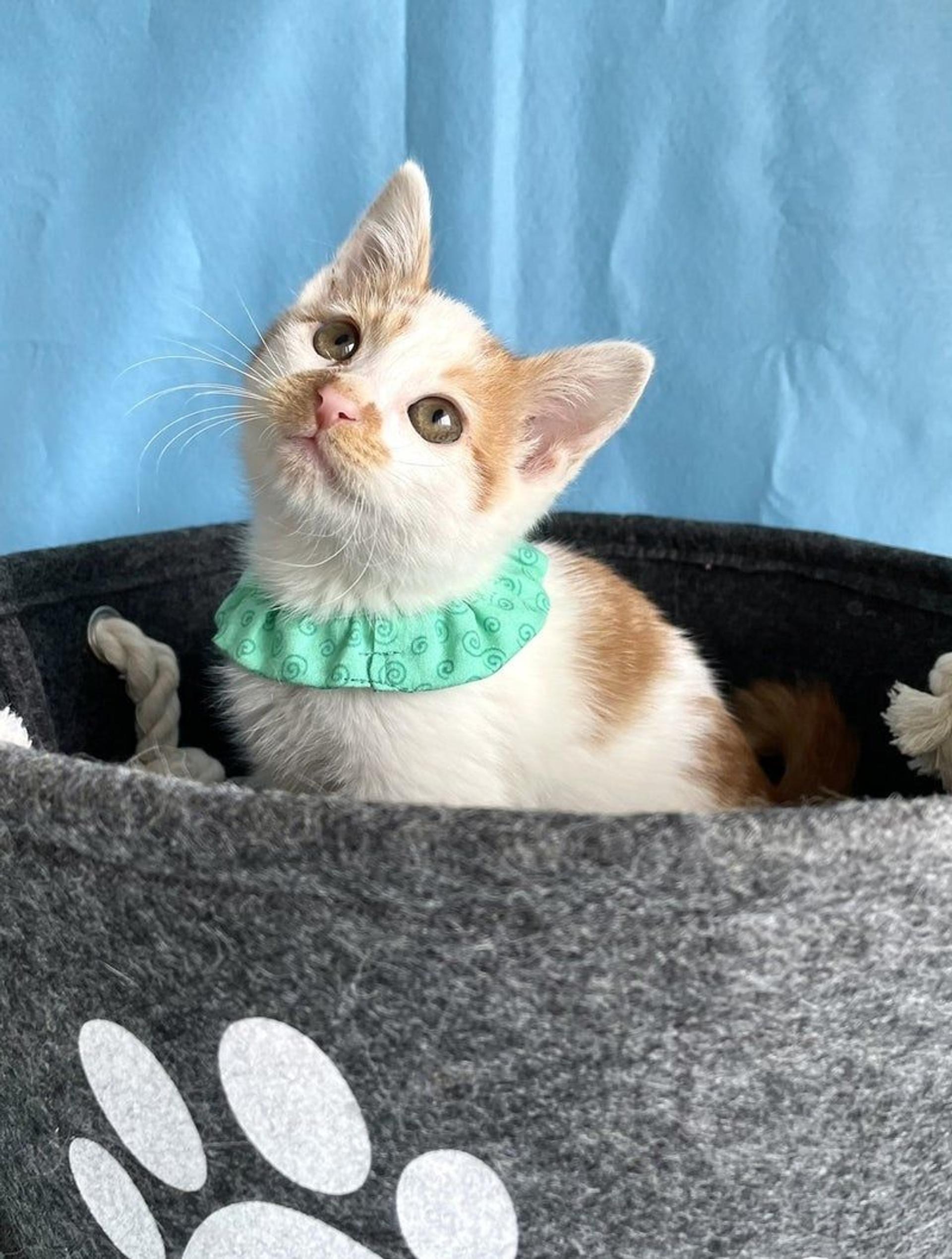 pet-image-3
