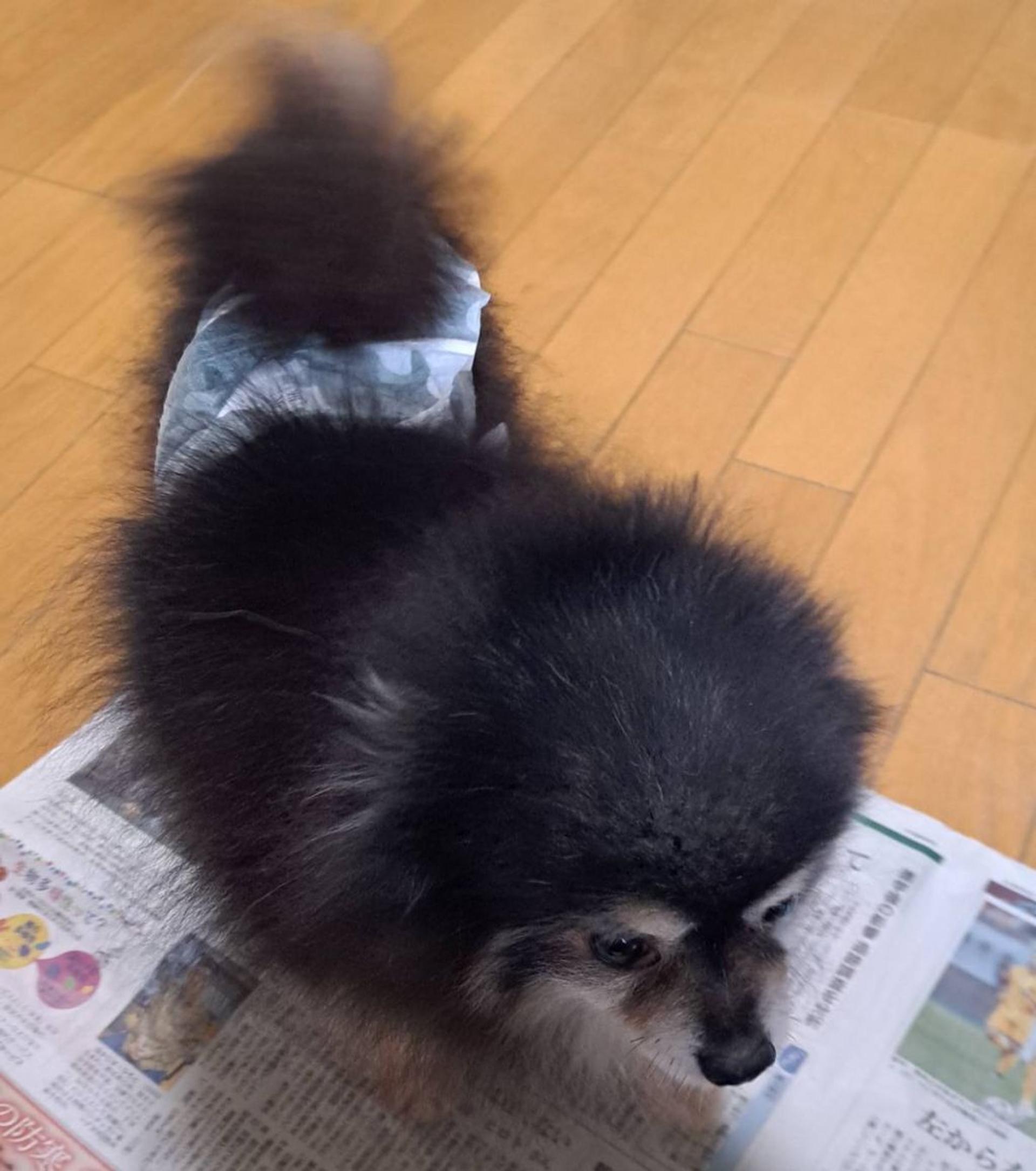 pet-image-2