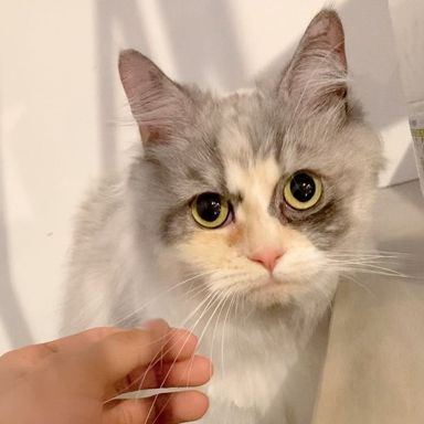 エリーの写真