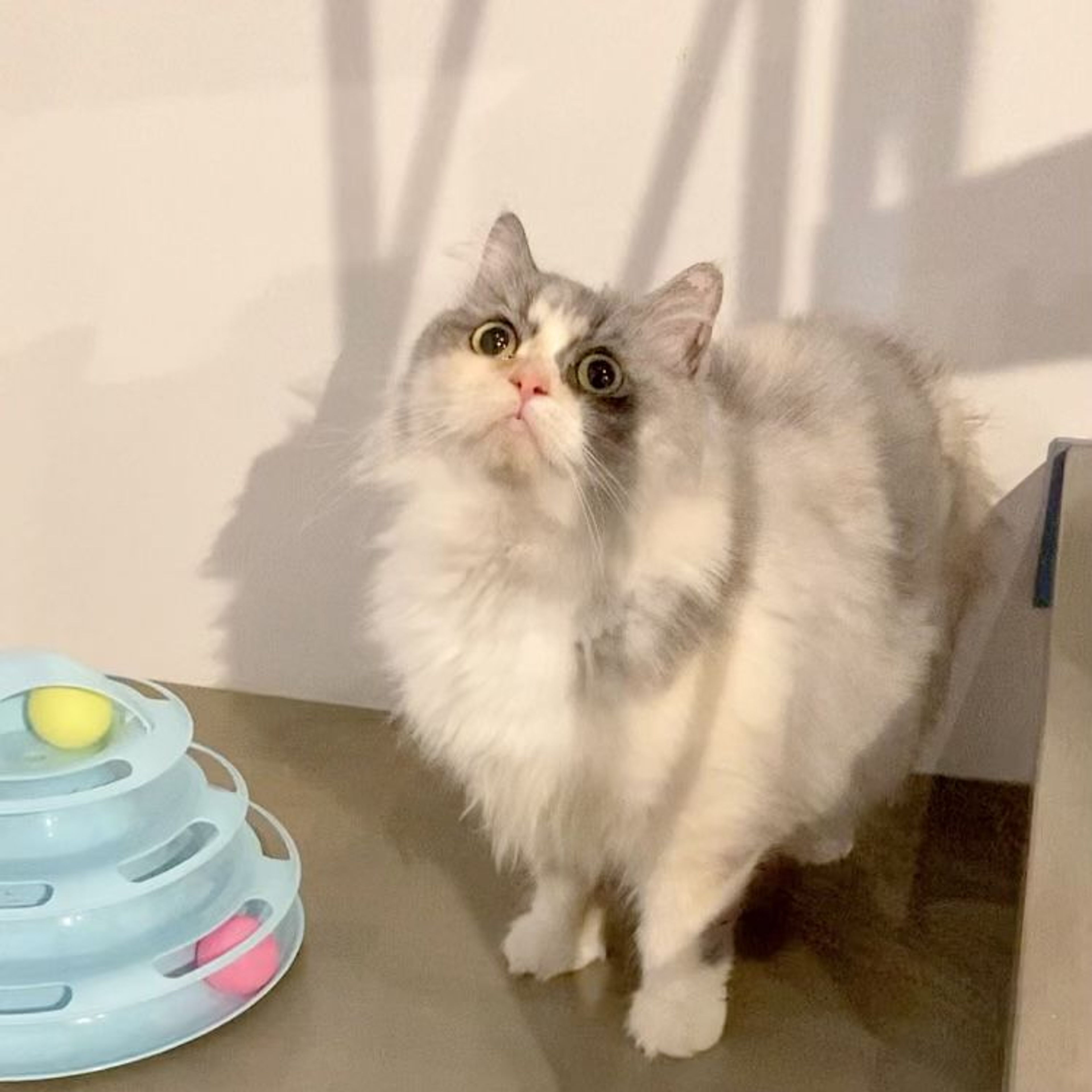 pet-image-2