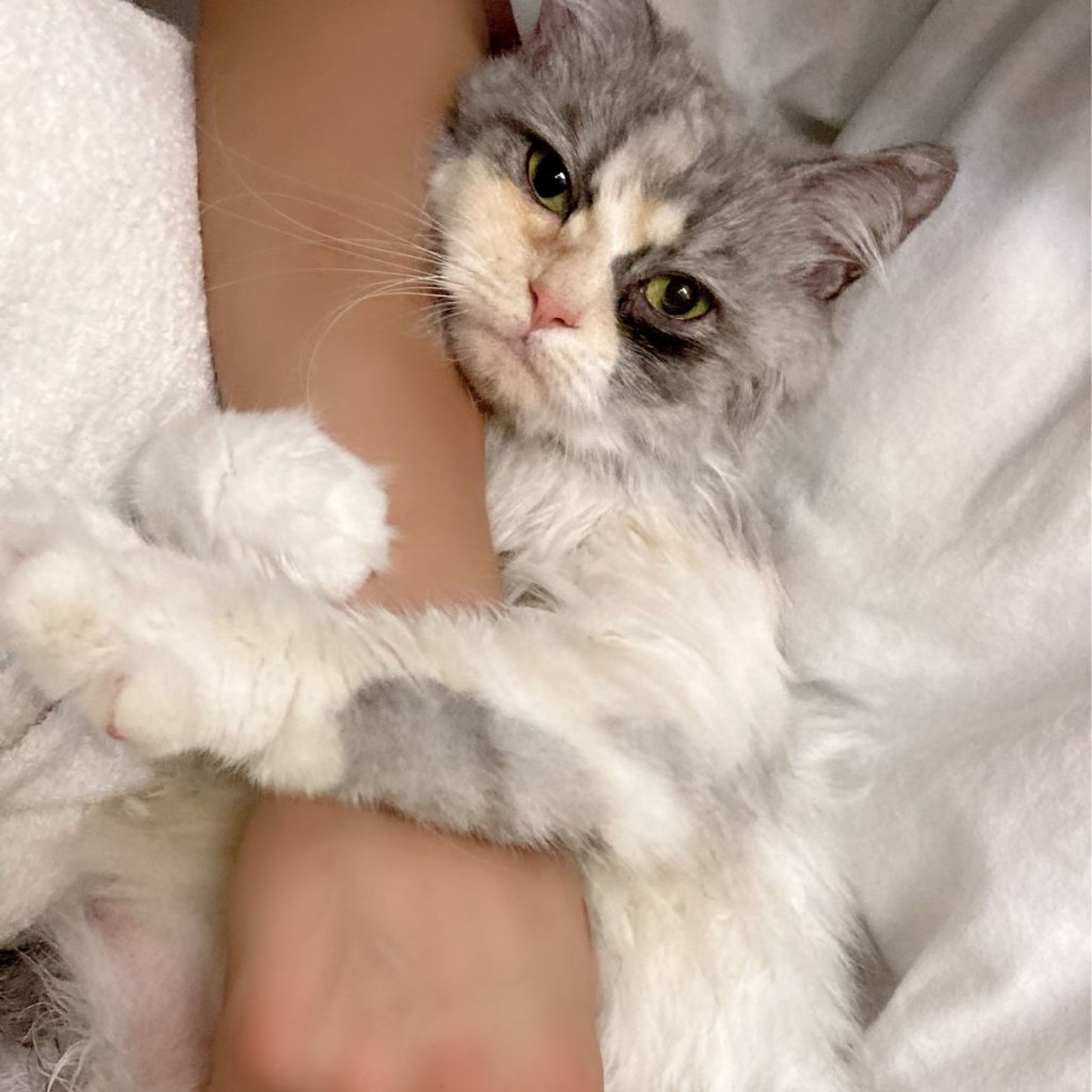 pet-image-3