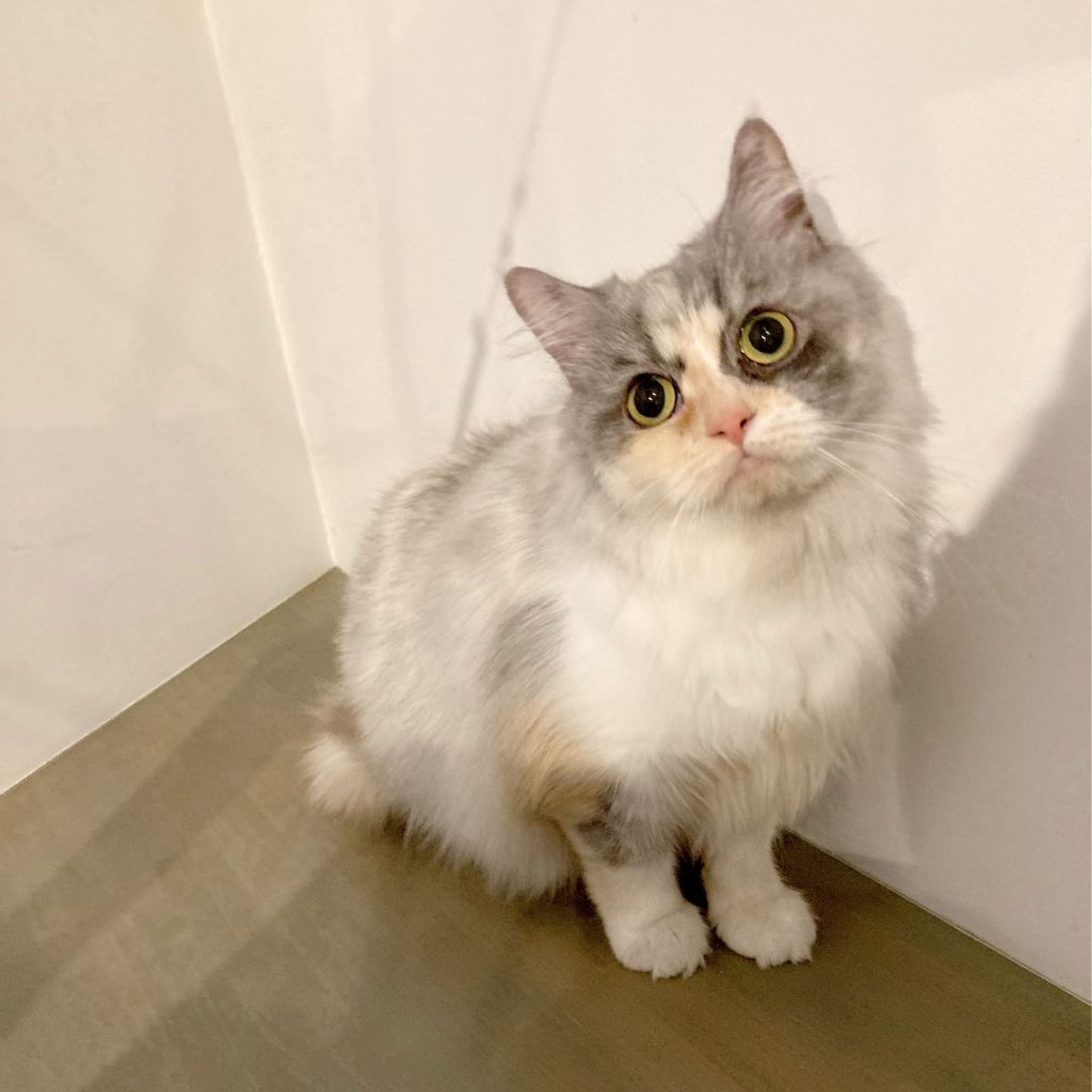 pet-image-4