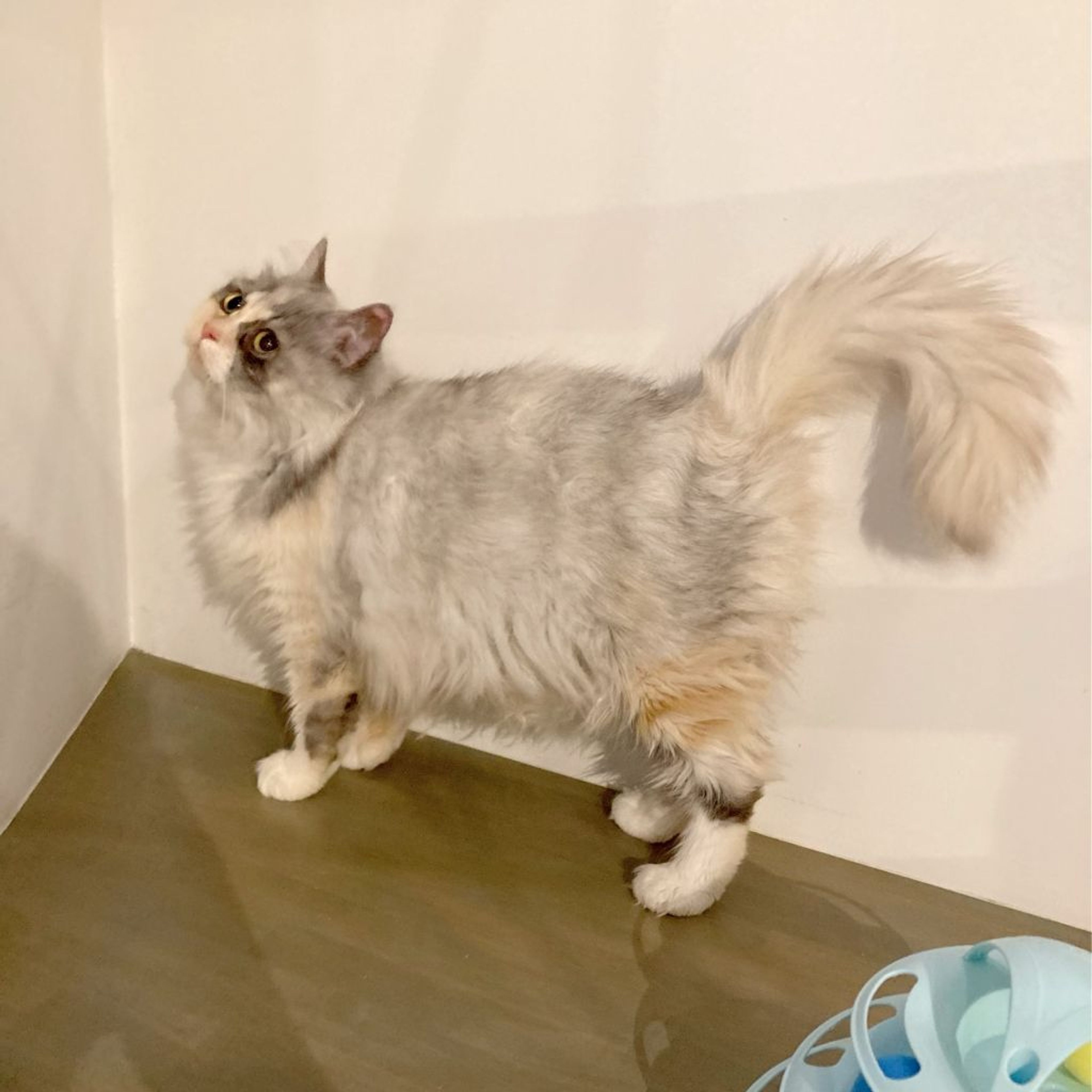 pet-image-5