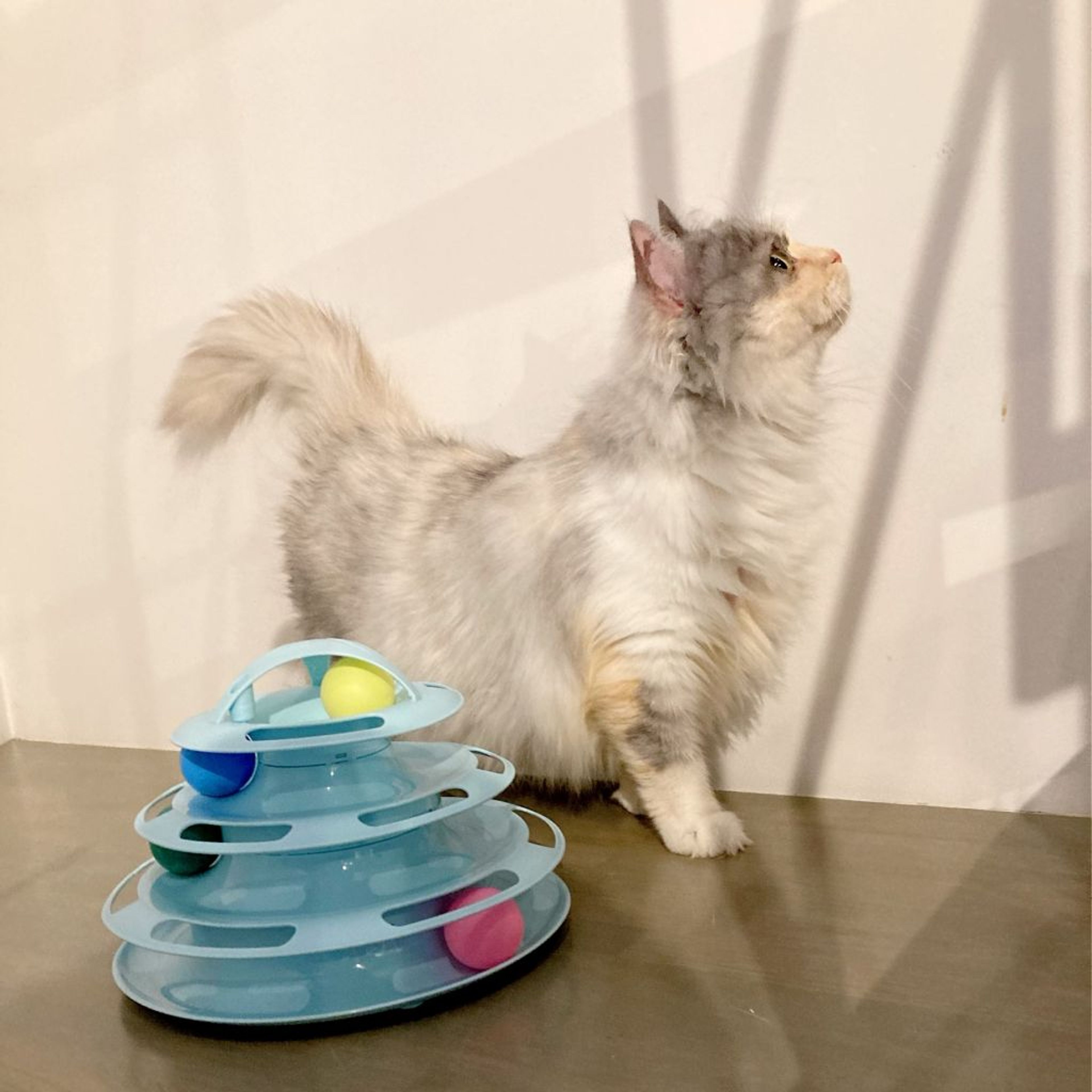 pet-image-6