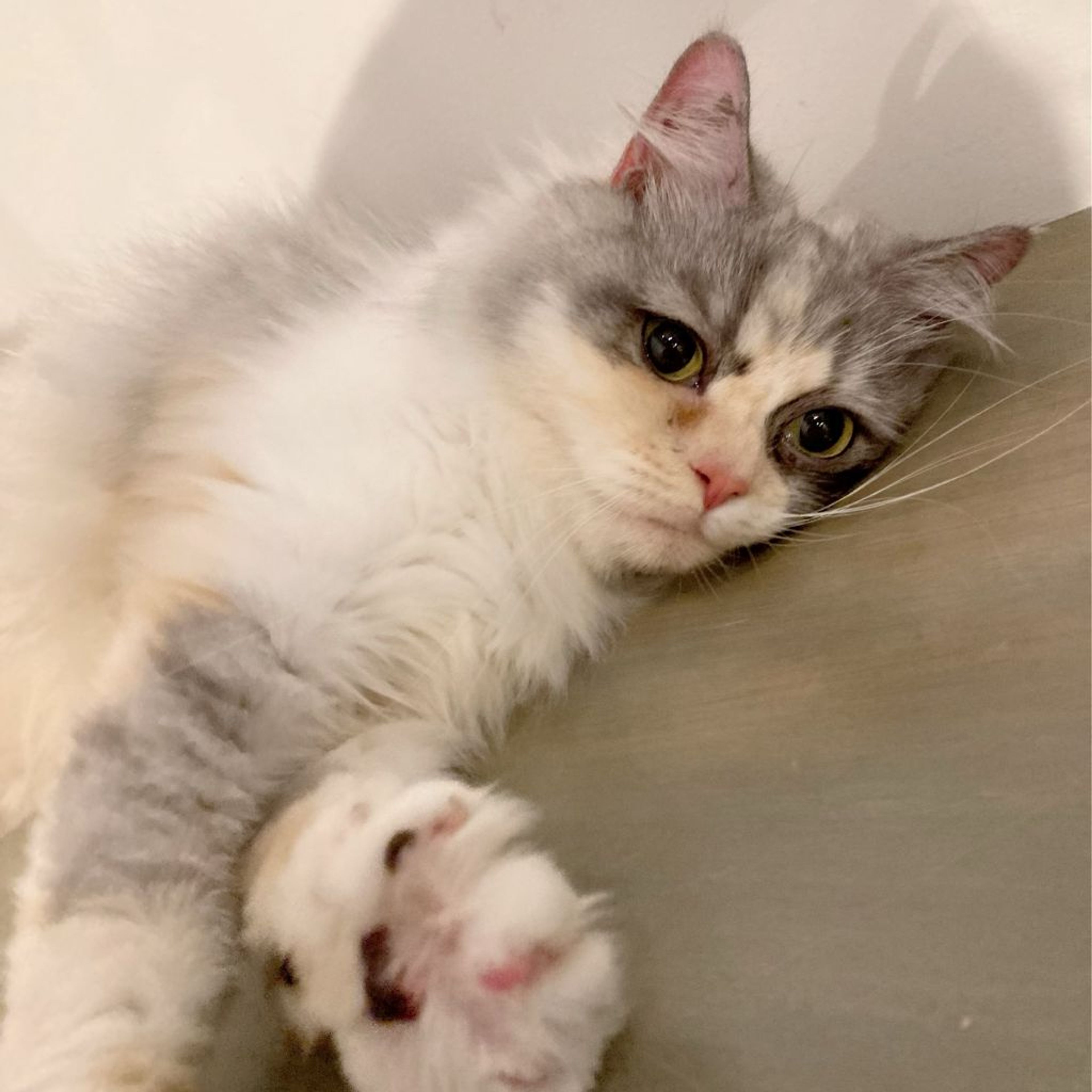 pet-image-7