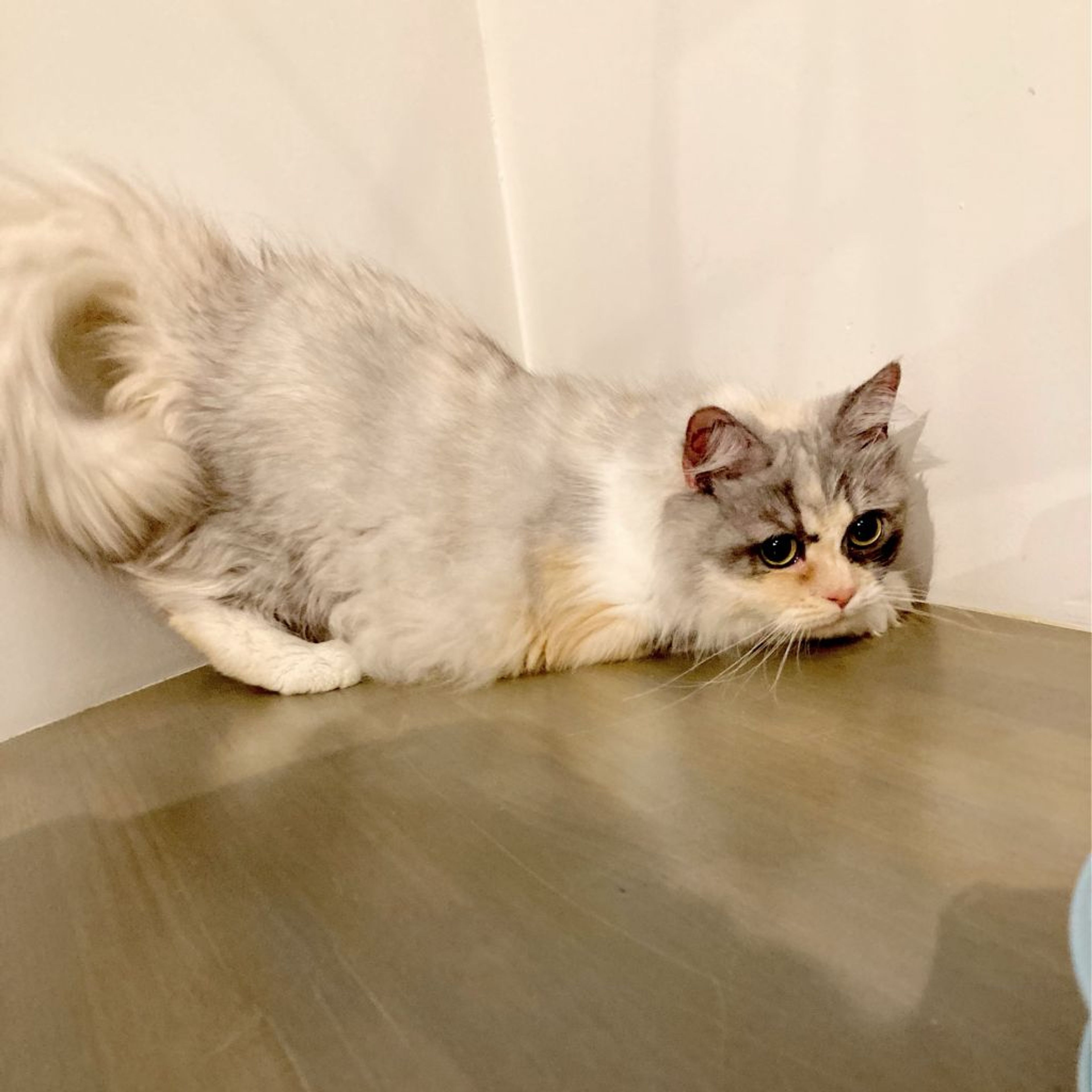 pet-image-8