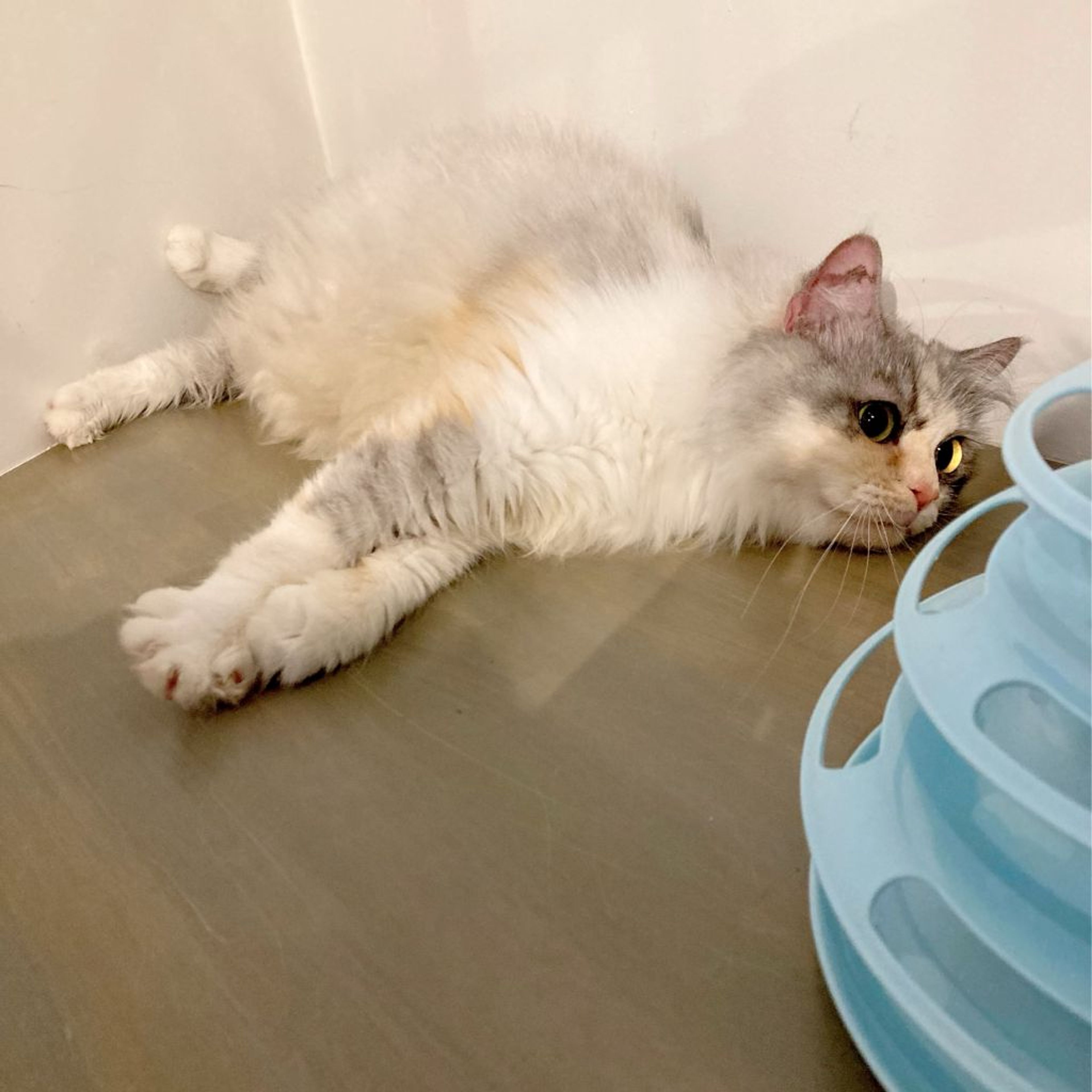 pet-image-9