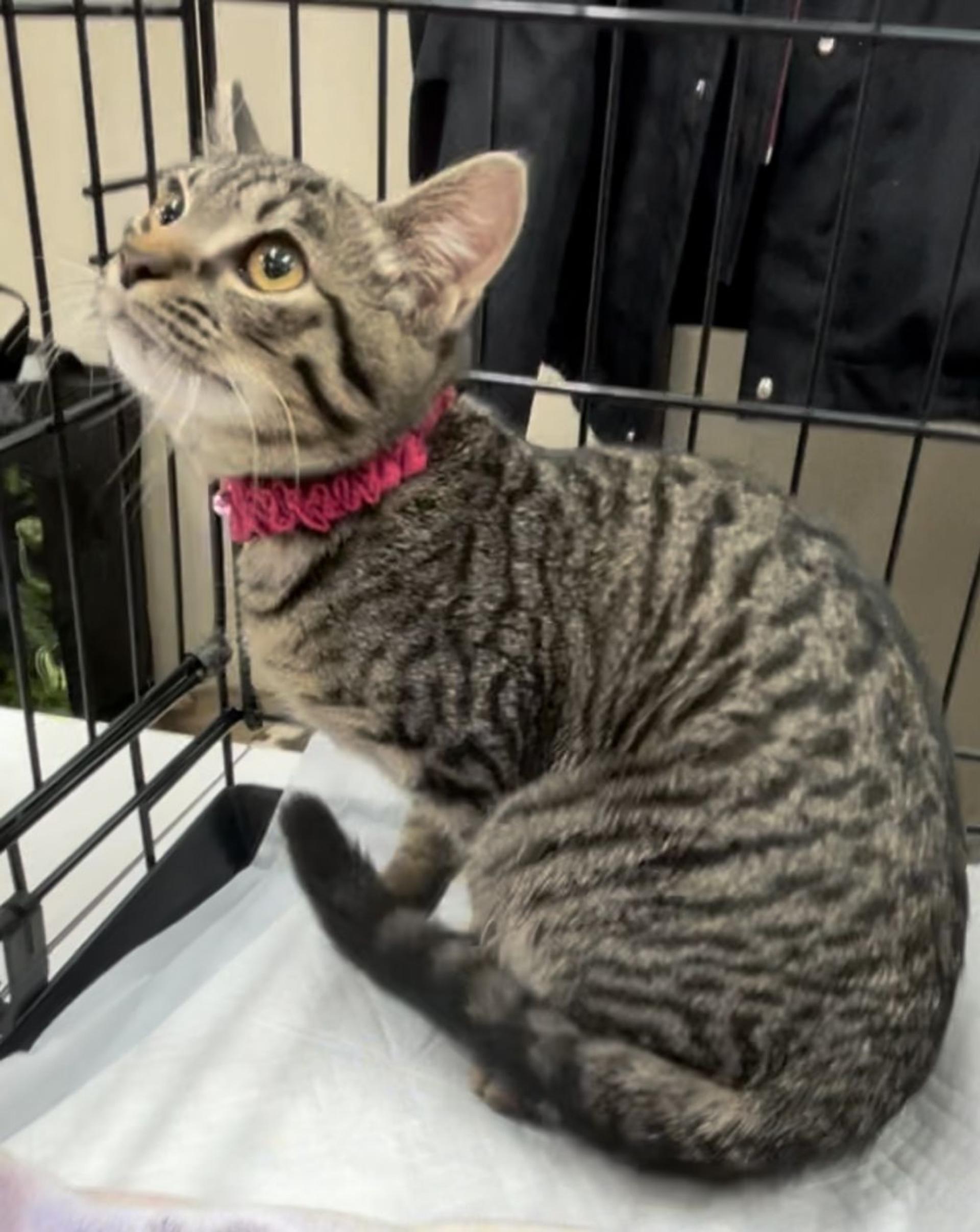 pet-image-4