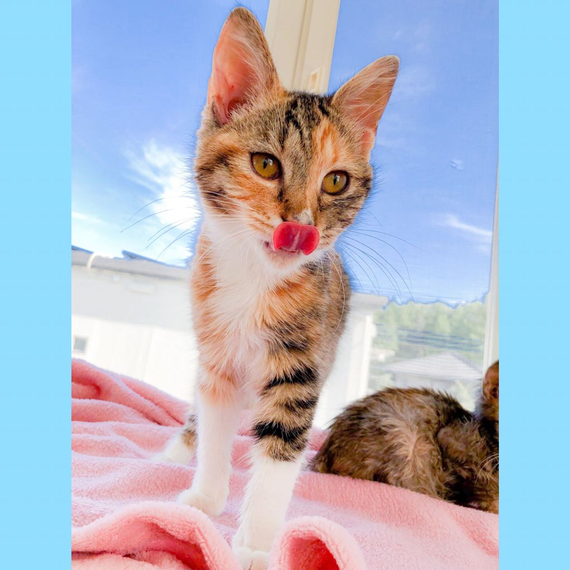 雑種（ミックス猫）・メスの里親募集の写真