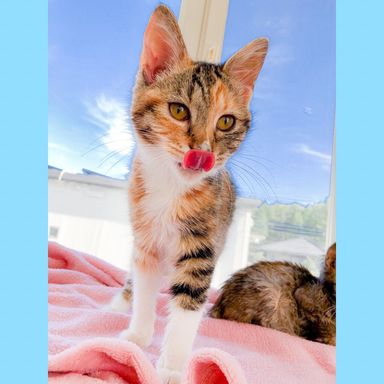 14.15日お見合い可能♡甘々スリゴロな性格和三盆♡わさちゃん