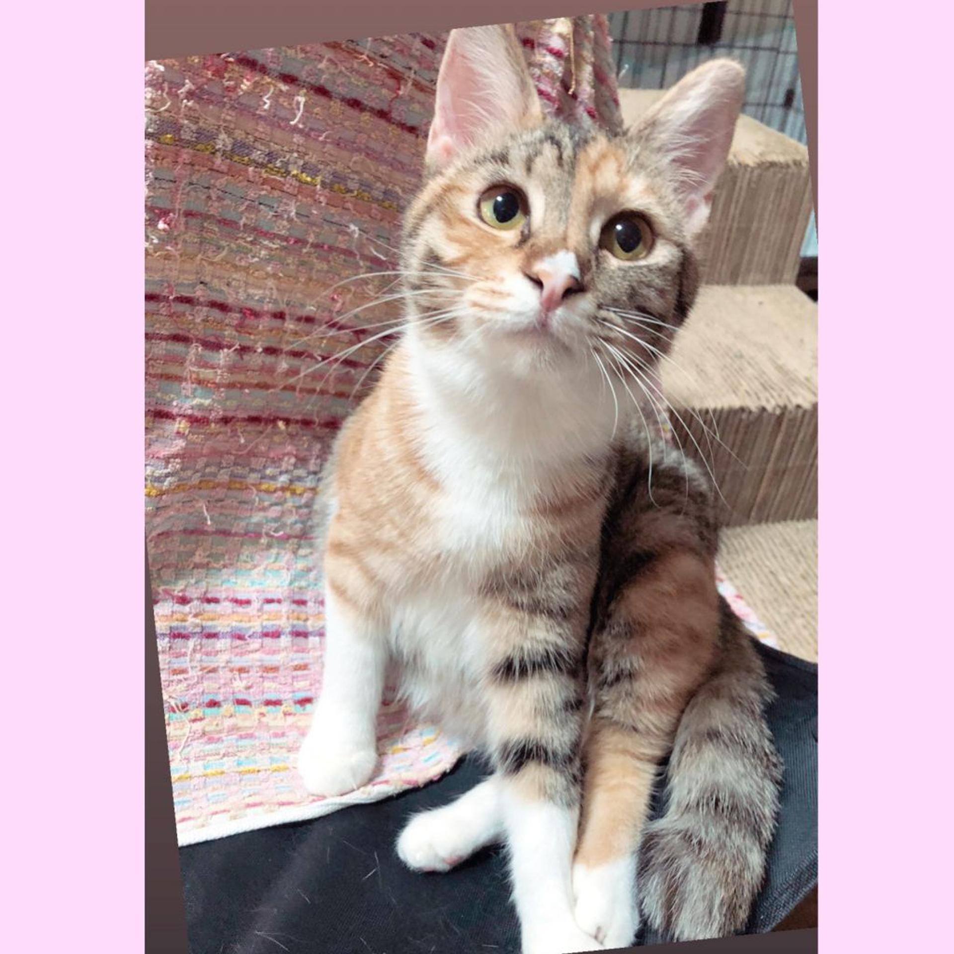 pet-image-2
