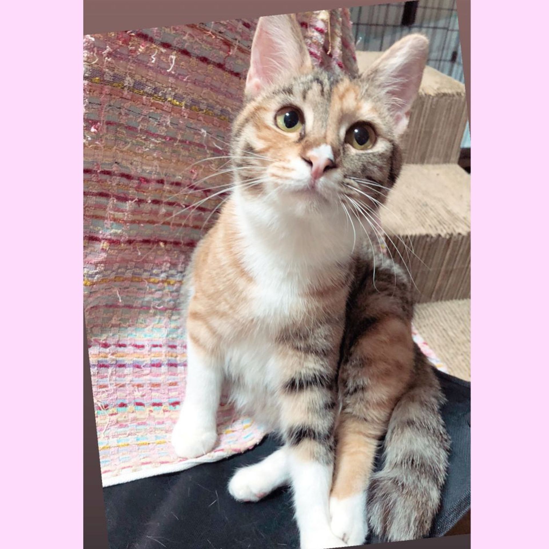 雑種（ミックス猫）・メスの里親募集の写真
