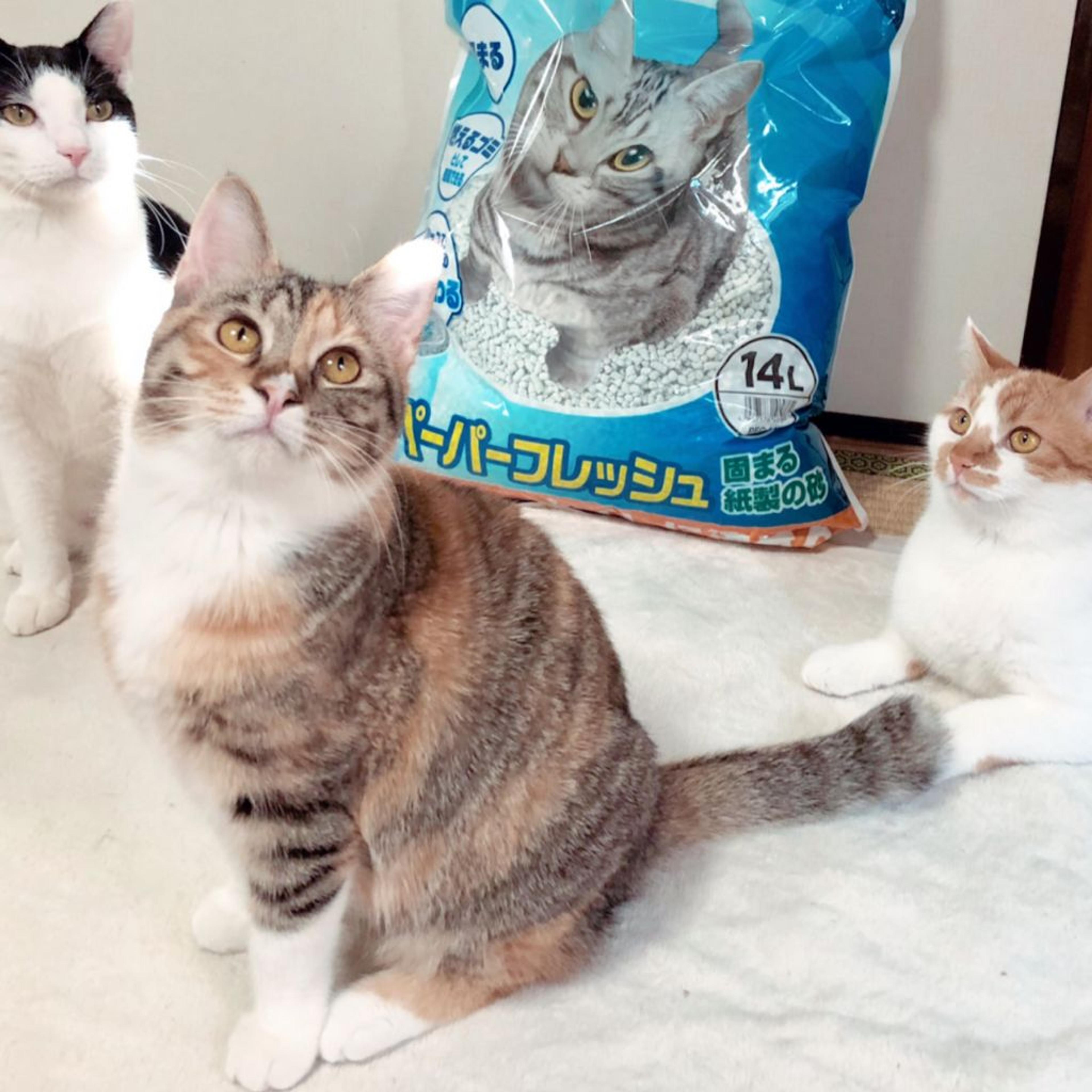 pet-image-4