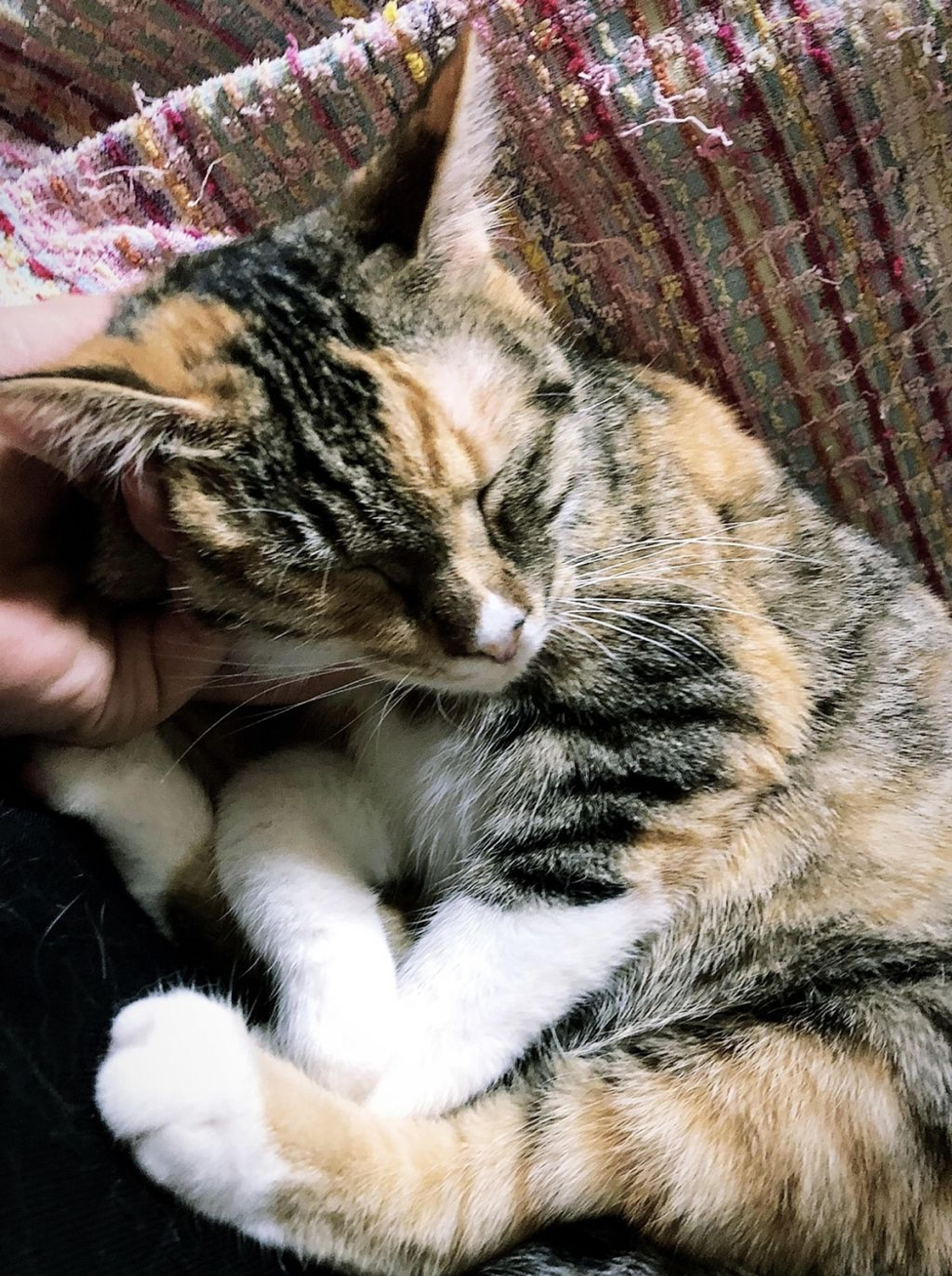 pet-image-5